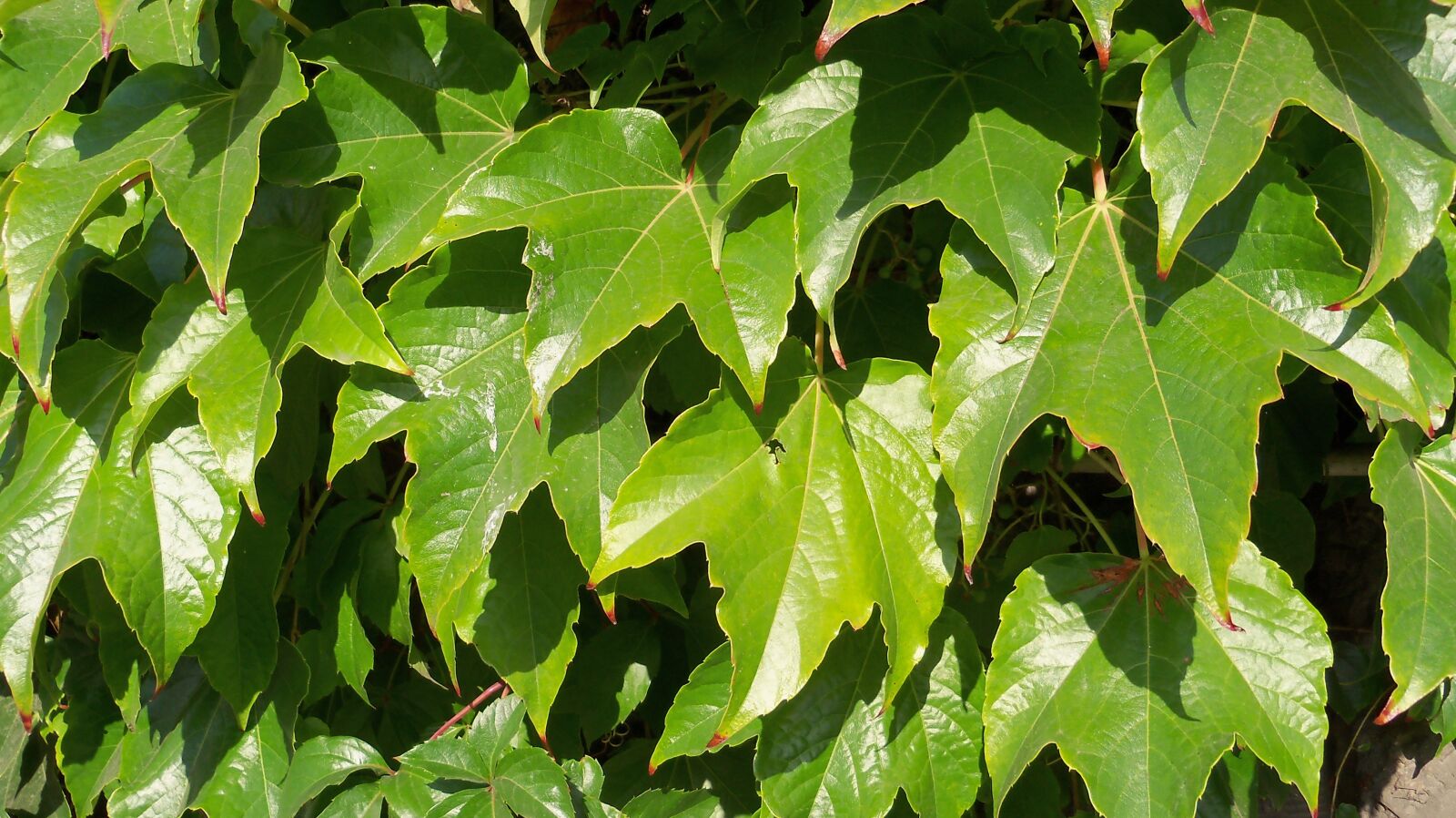 Kodak EasyShare Z915 sample photo. Ivy, green, creeper photography