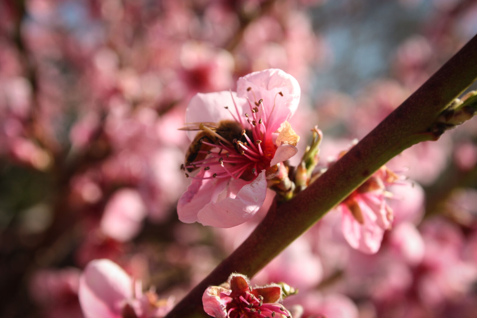 Canon EF-S 18-55mm F3.5-5.6 II sample photo. Nature, branches, spring, tree photography
