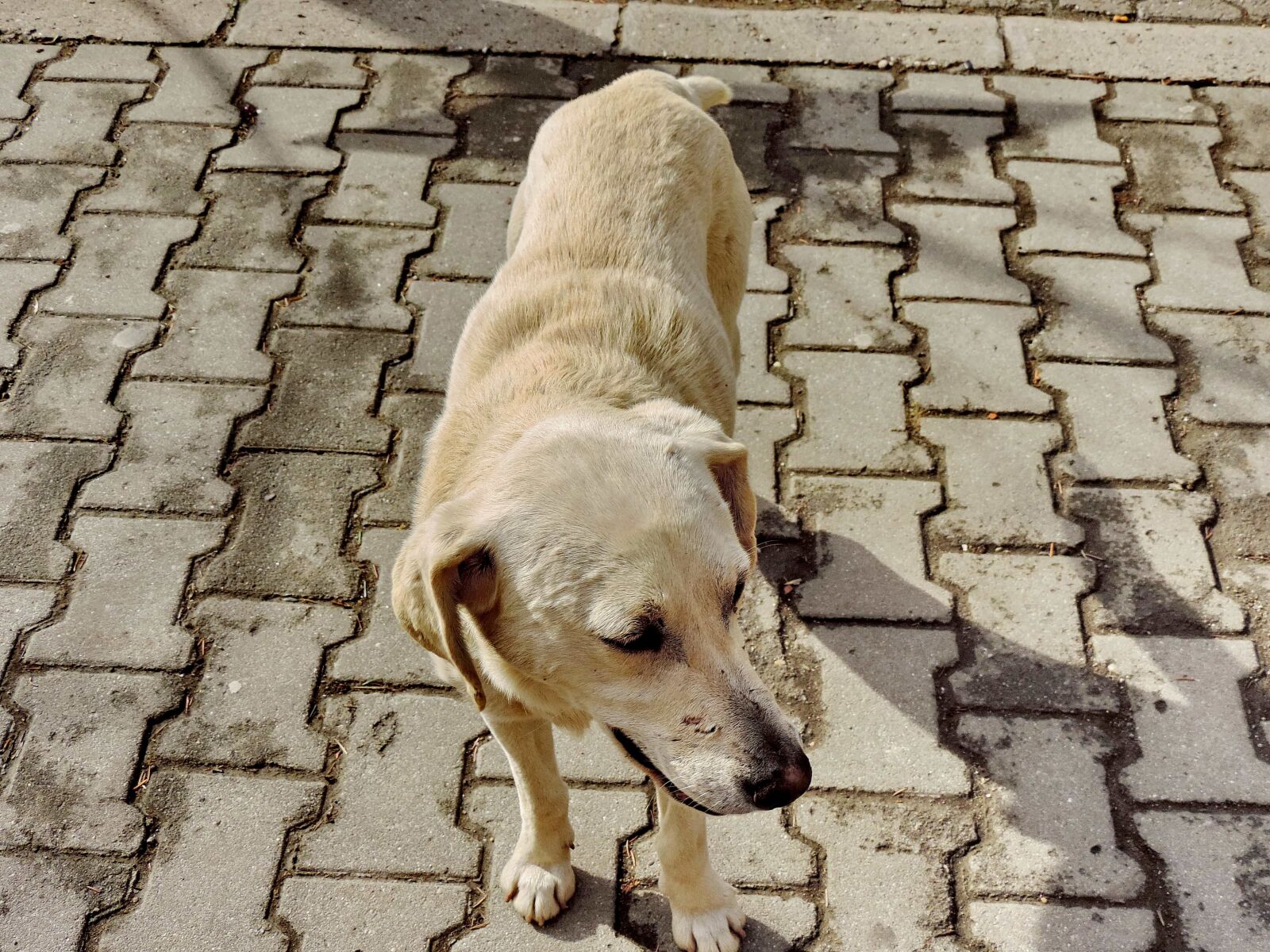 Nikon Coolpix P520 sample photo. Pavement, white, canine, hunting photography
