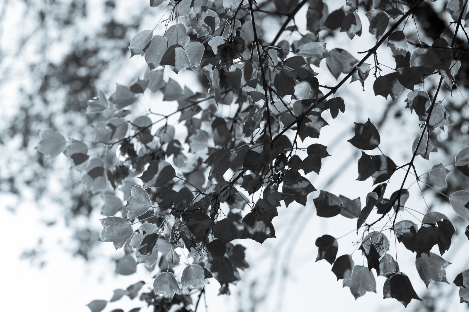 Canon EOS 2000D (EOS Rebel T7 / EOS Kiss X90 / EOS 1500D) + Canon EF 50mm F1.8 STM sample photo. Tree leaves in black photography