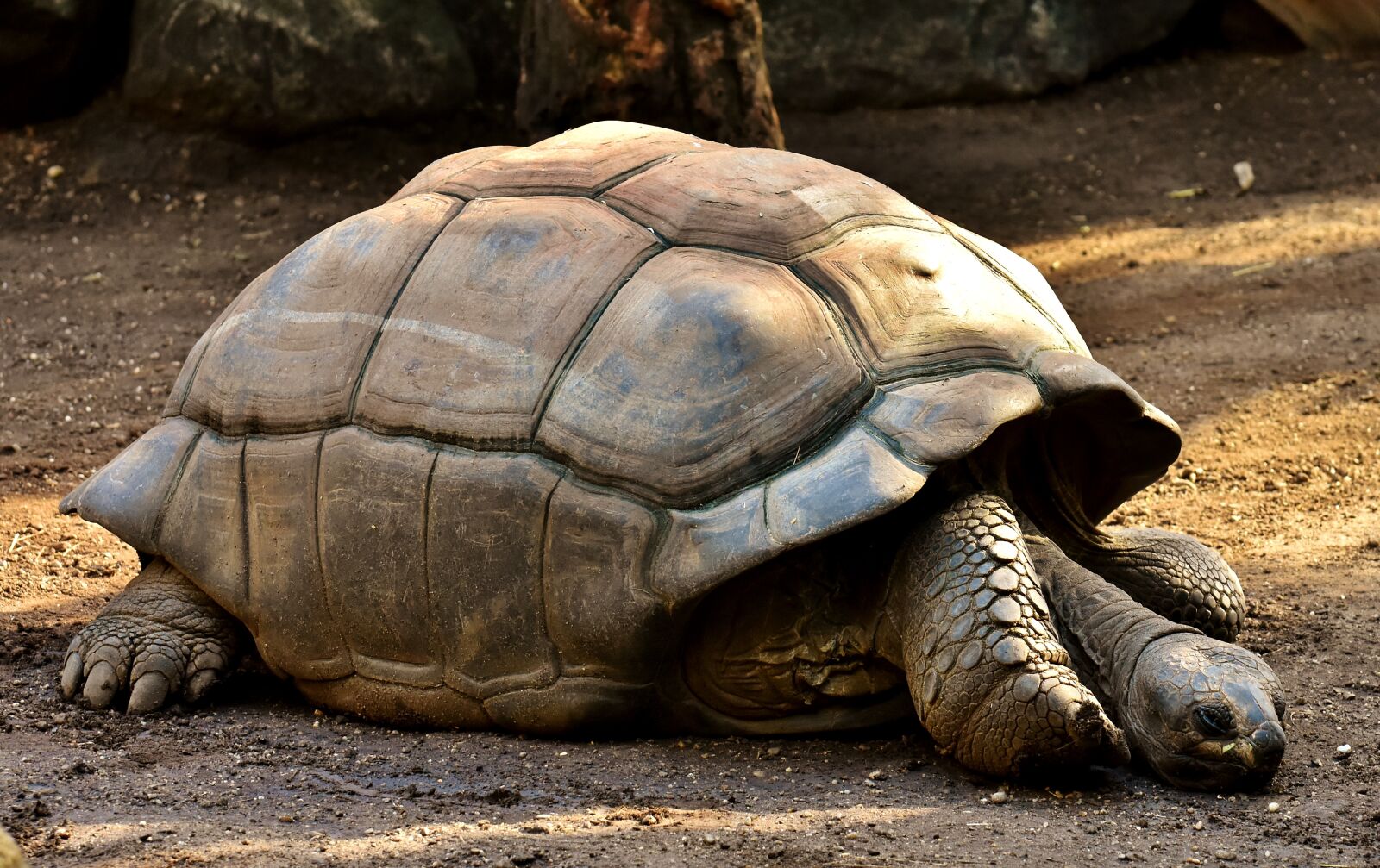 Nikon D7200 sample photo. Giant tortoises, animals, panzer photography