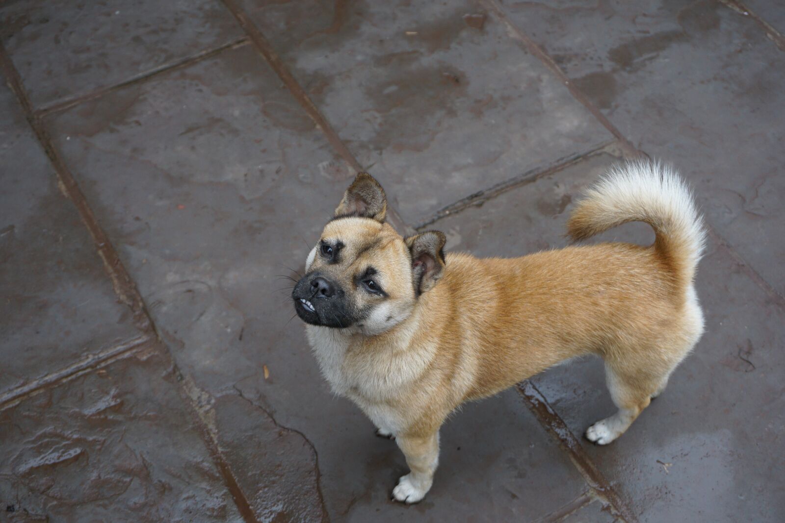 Sony E 16-50mm F3.5-5.6 PZ OSS sample photo. Dog, doggy, cute photography