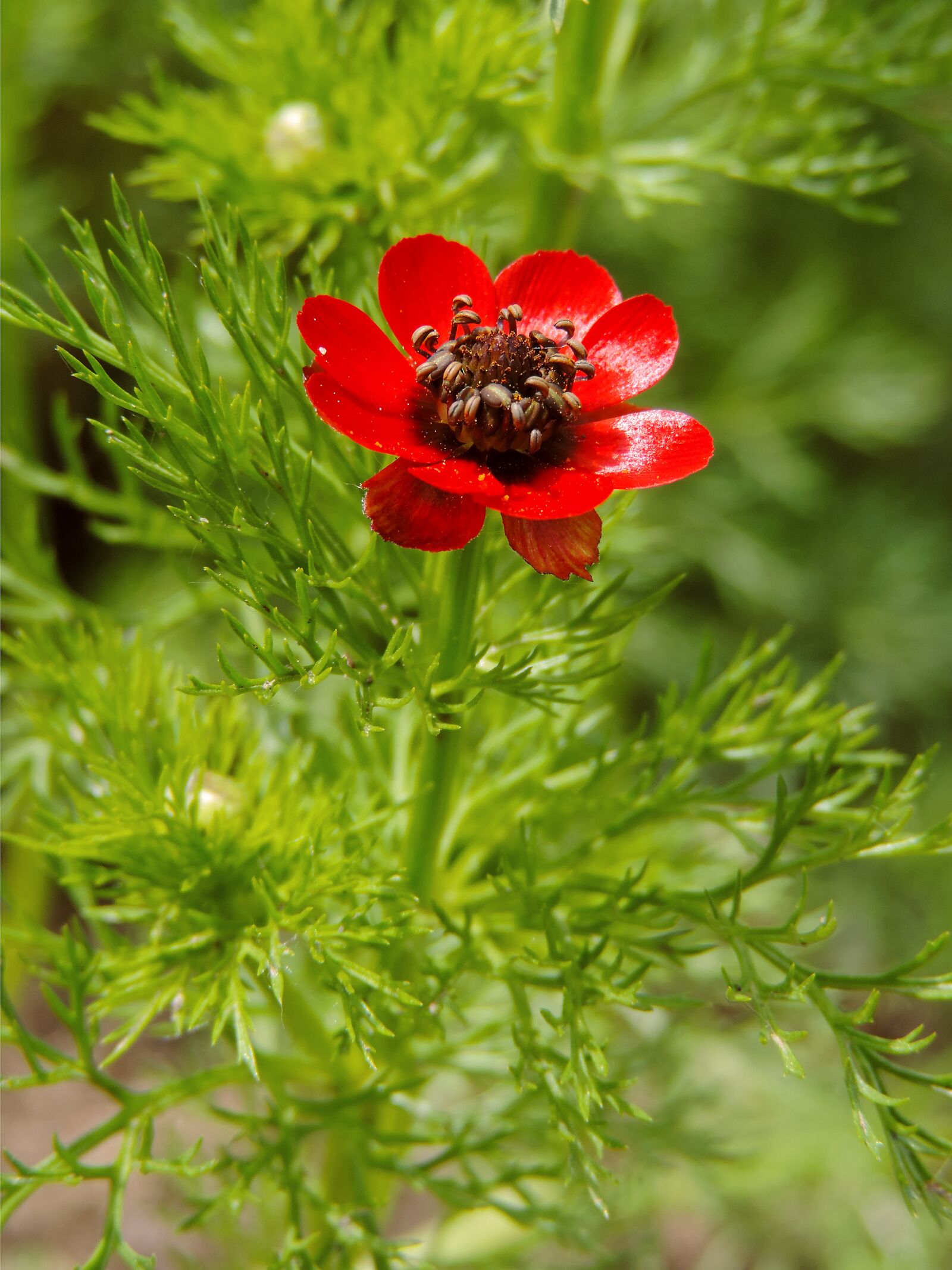 Nikon Coolpix P520 sample photo. Flower, red, flowers photography