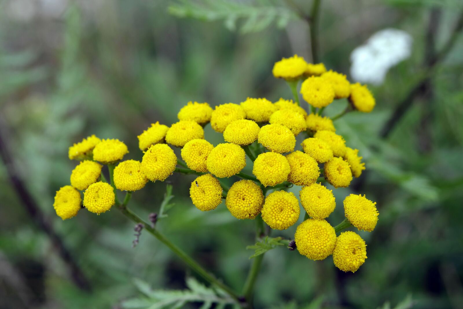 Pentax K-S2 sample photo. Tansy, yellow flowers, herb photography
