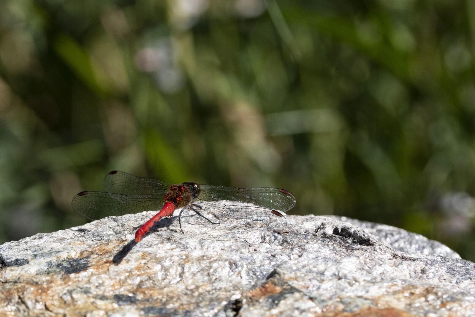 Canon EOS 750D (EOS Rebel T6i / EOS Kiss X8i) + Tamron SP 90mm F2.8 Di VC USD 1:1 Macro sample photo. Dragonfly, red dragonfly, insects photography