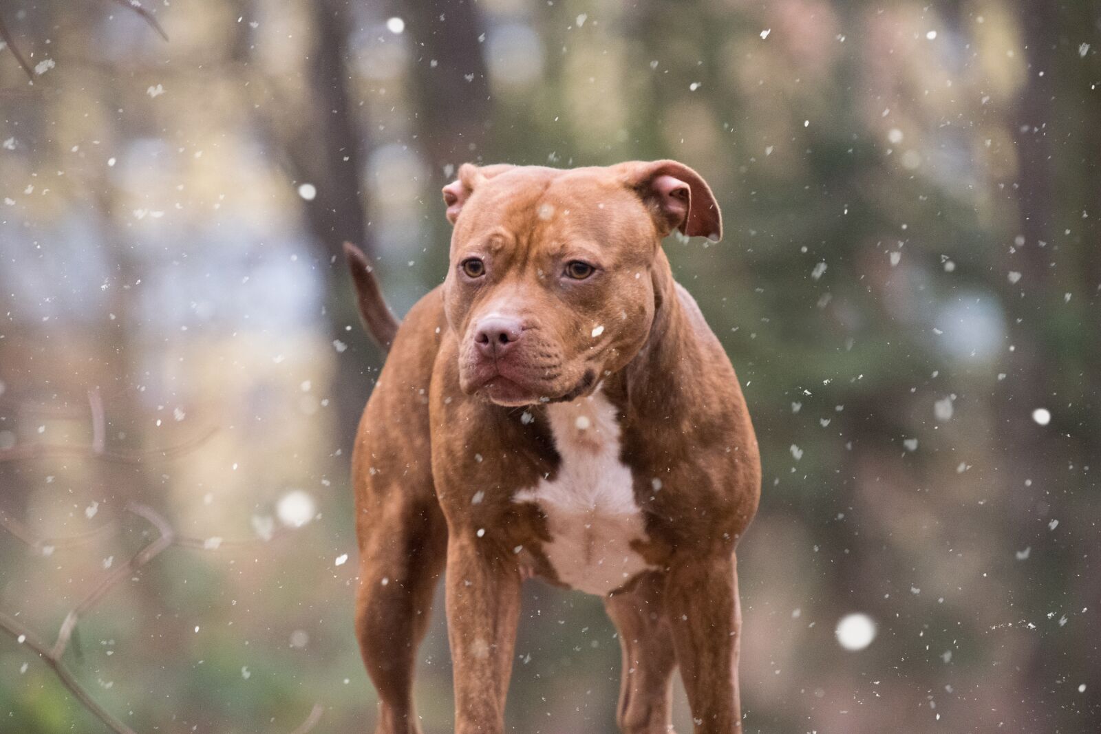 Nikon D3300 sample photo. Mammal, portrait, snow photography