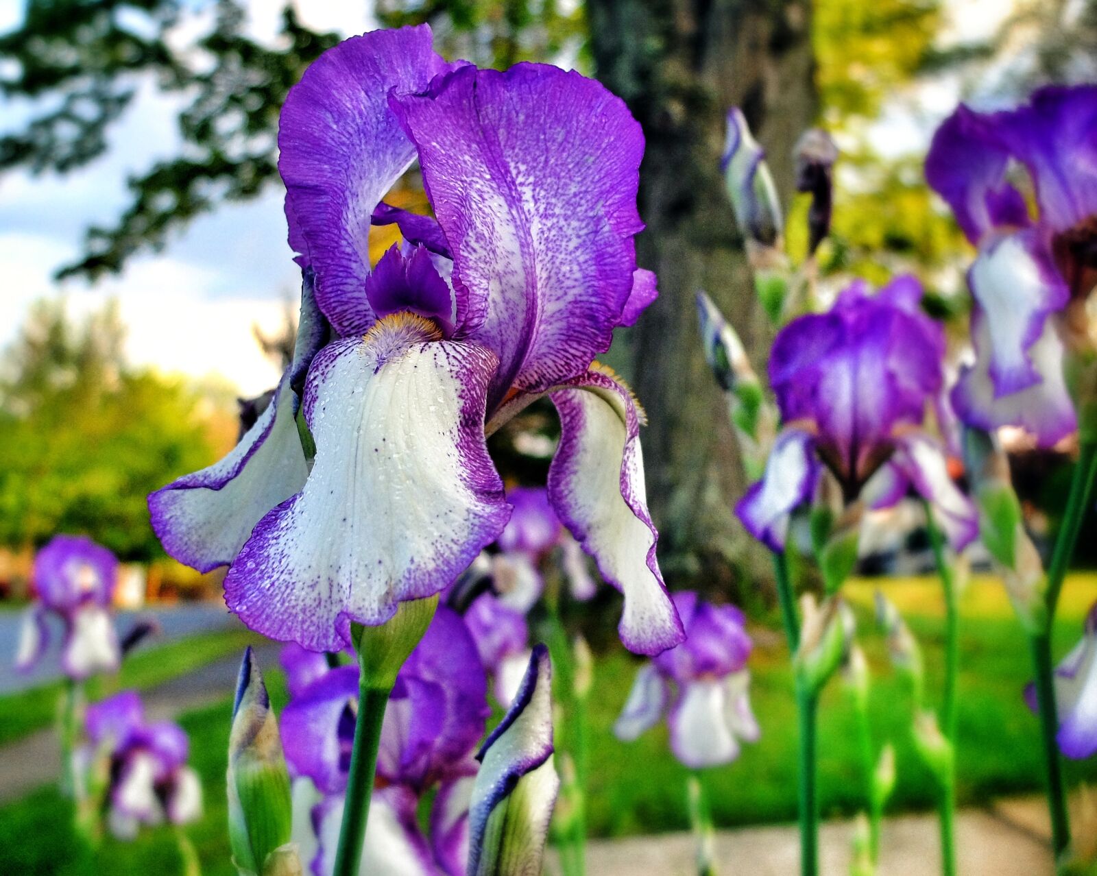 Fujifilm X30 sample photo. Flowers, purple, white photography