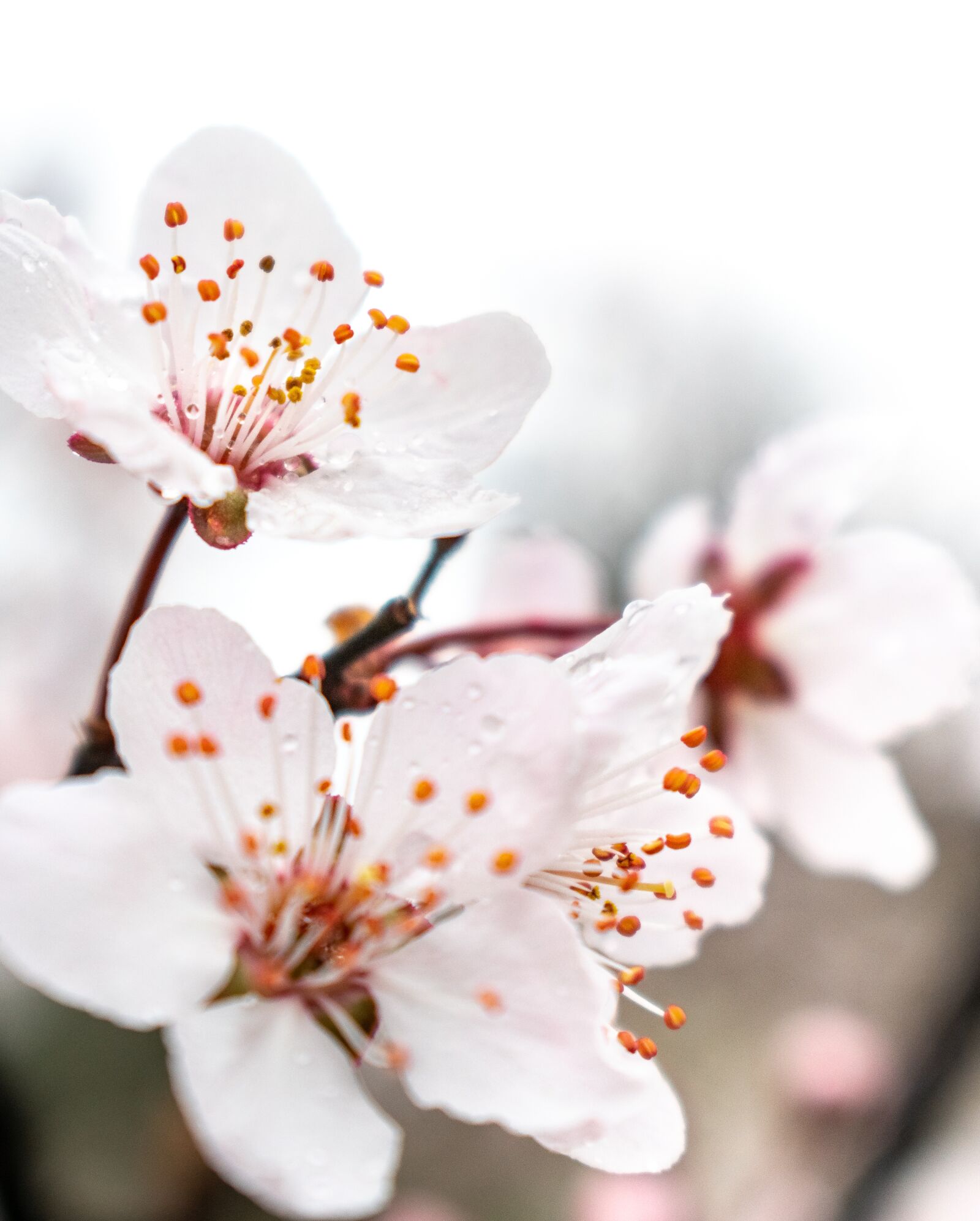 Nikon D3400 sample photo. Peach blossom, close-up, pistil photography