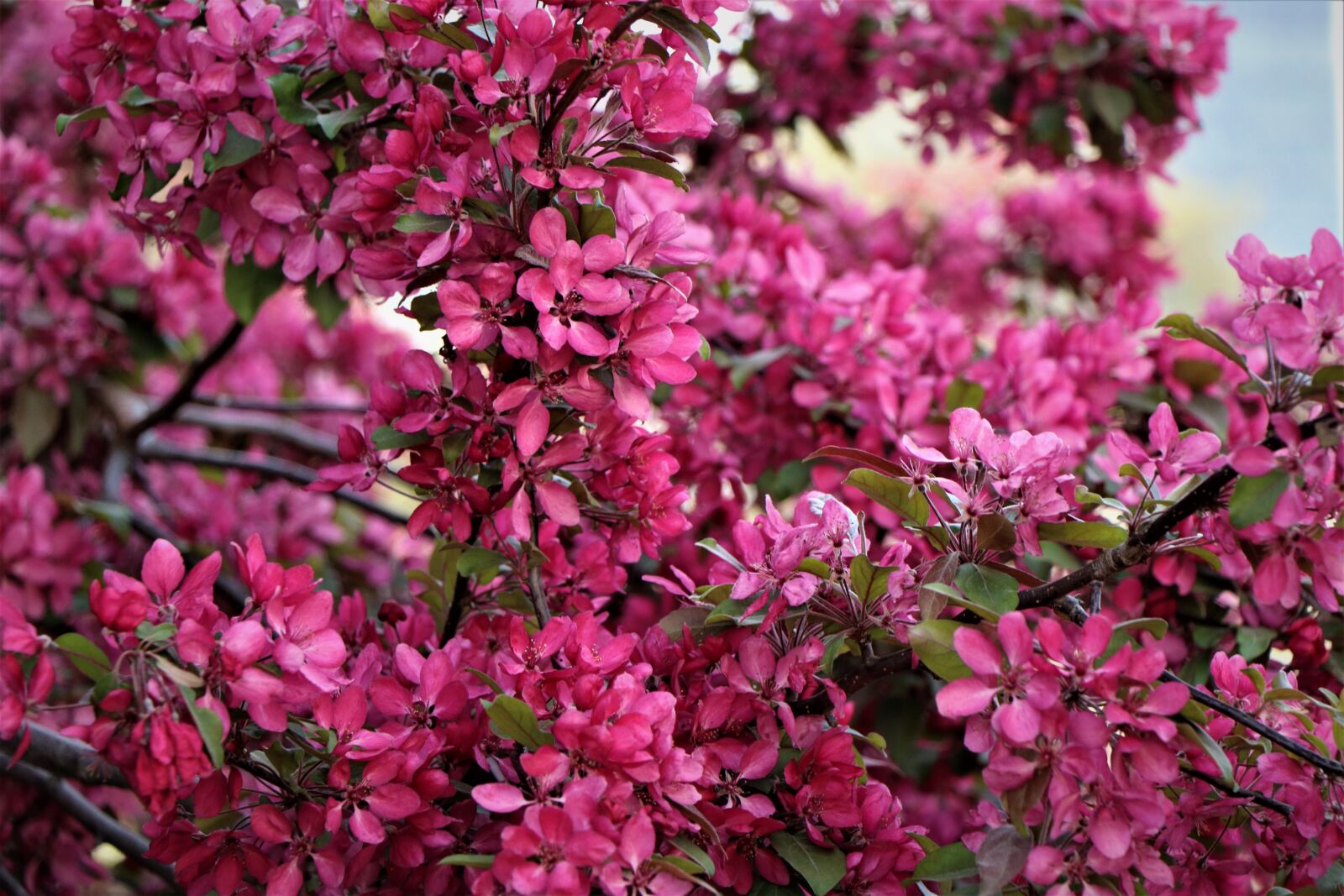 Canon EF-S 18-135mm F3.5-5.6 IS USM sample photo. April, spring, london photography