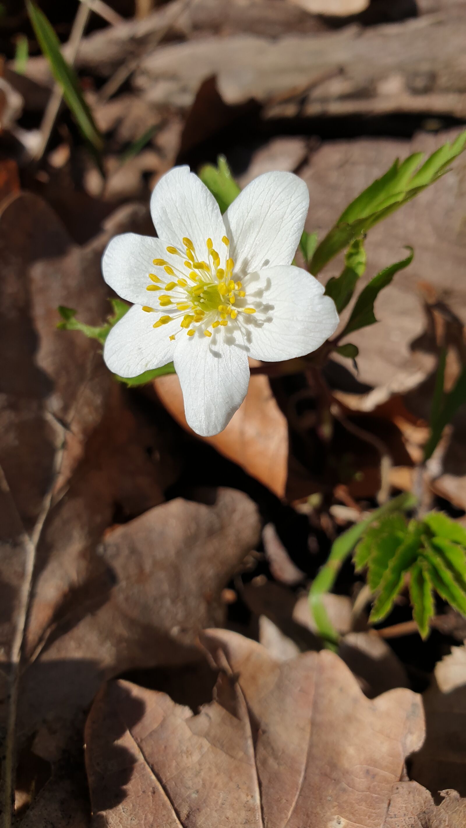 Samsung Galaxy Note9 sample photo. Flower, white flower, white photography