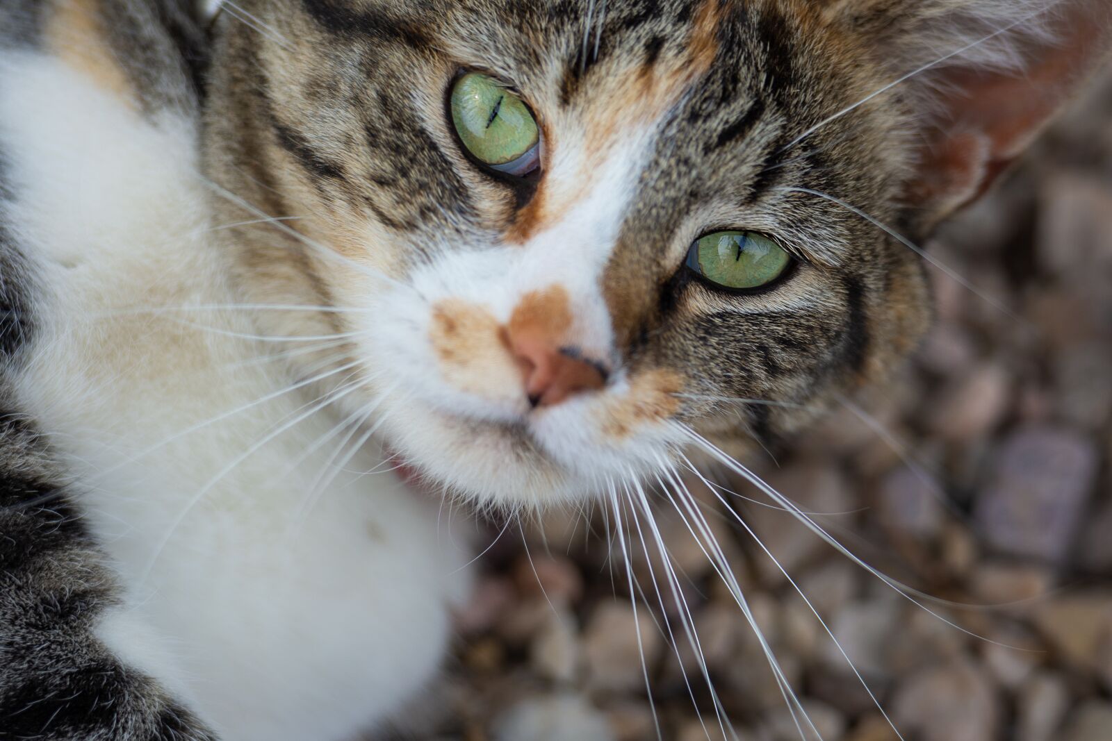 Nikon D7200 sample photo. Cat, animal, pet photography