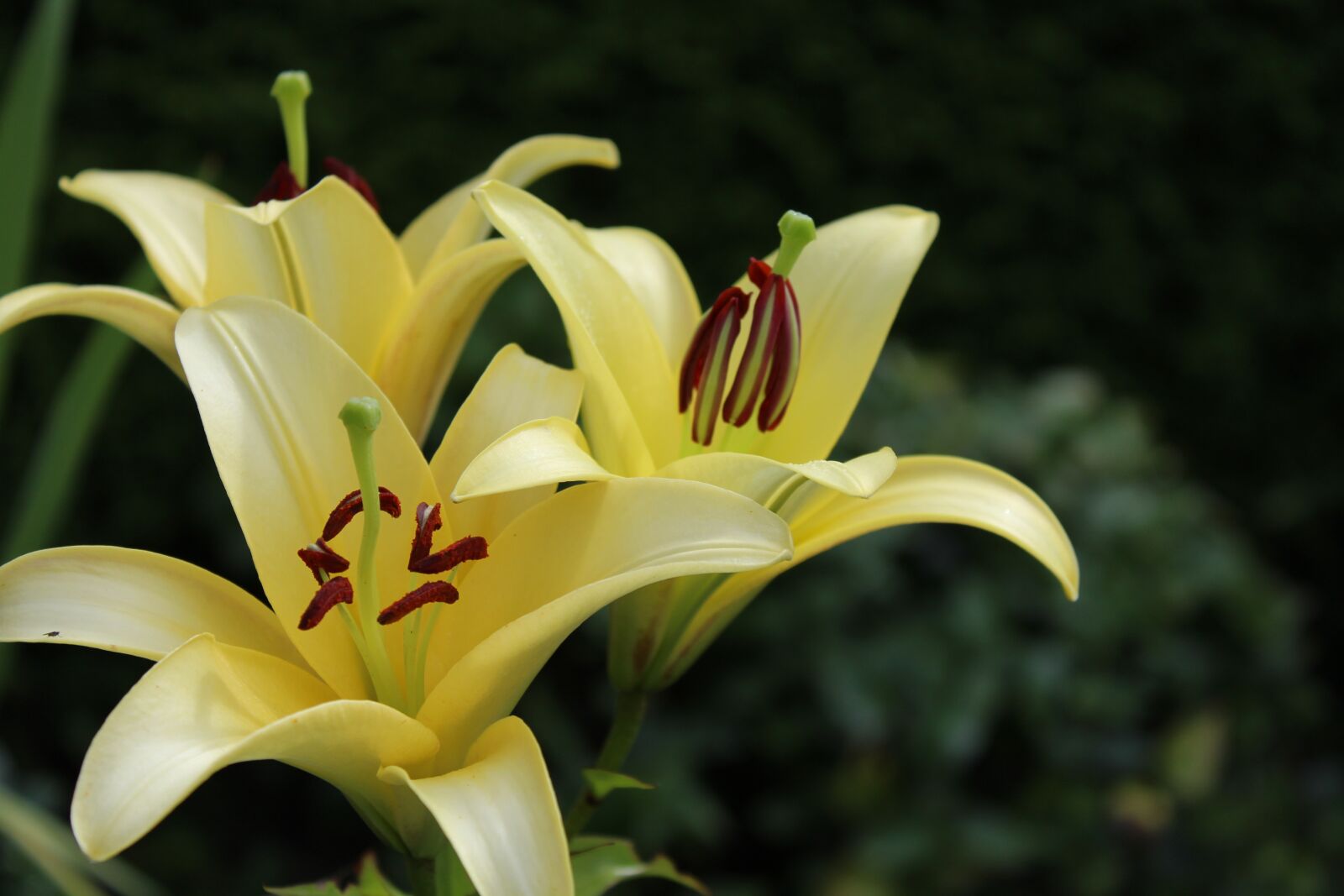 Canon EOS 1200D (EOS Rebel T5 / EOS Kiss X70 / EOS Hi) sample photo. Lily, yellow, flowers photography