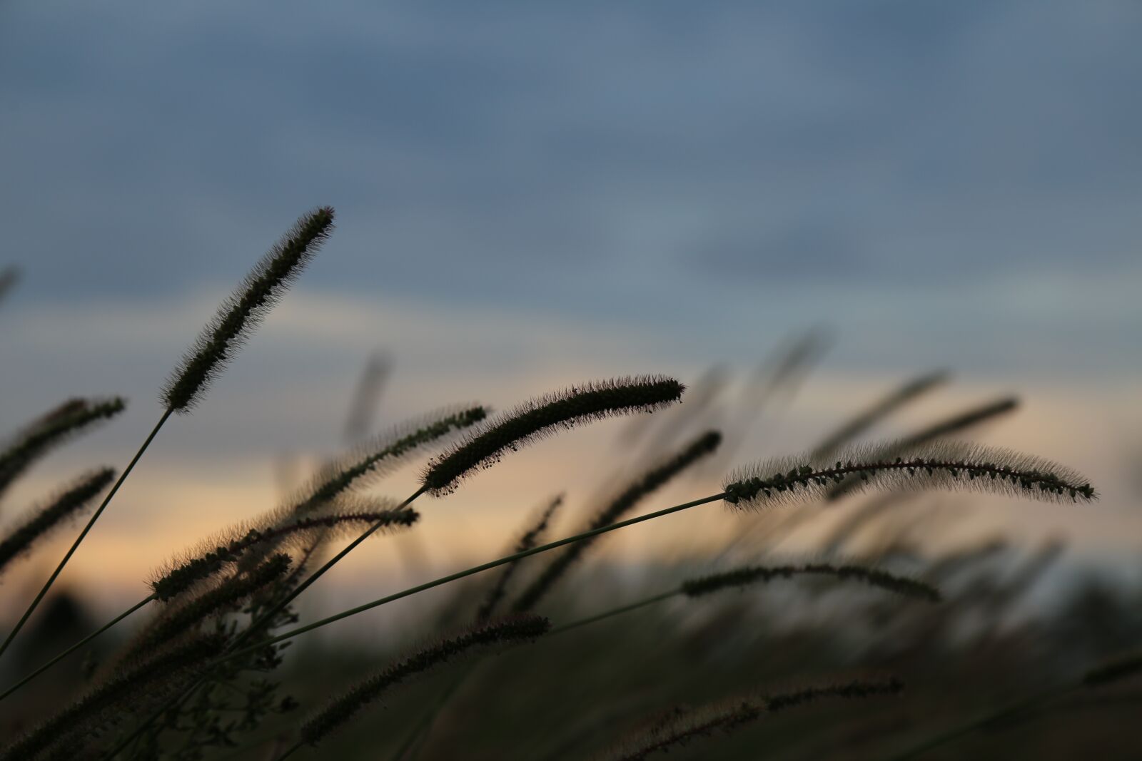 Canon EOS 6D + Canon EF 24-105mm F4L IS USM sample photo. At dusk, the dog's photography