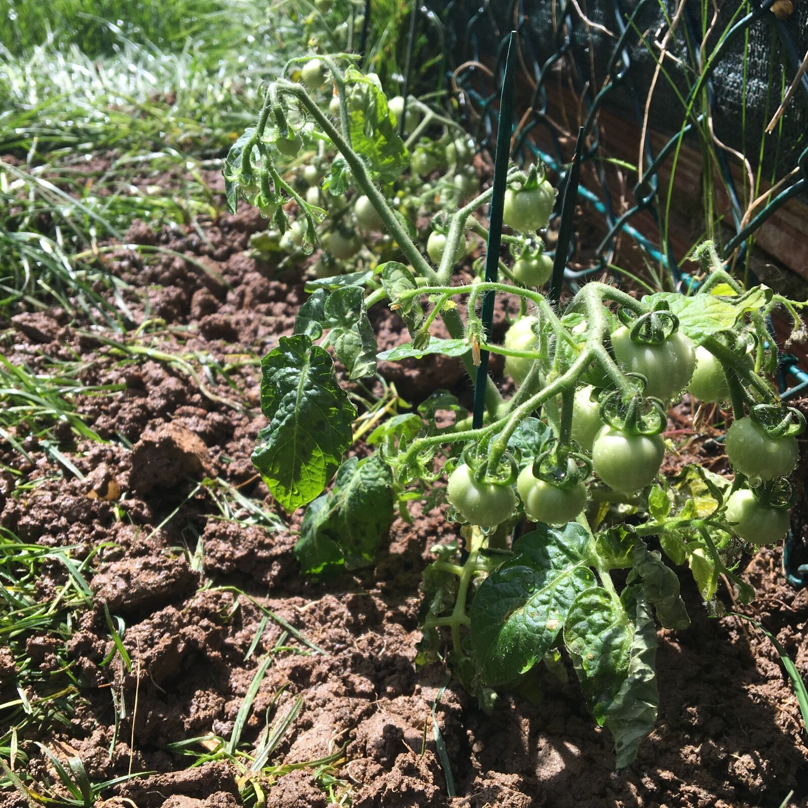 Apple iPhone 6s sample photo. Tomatoes, green, vegetables photography