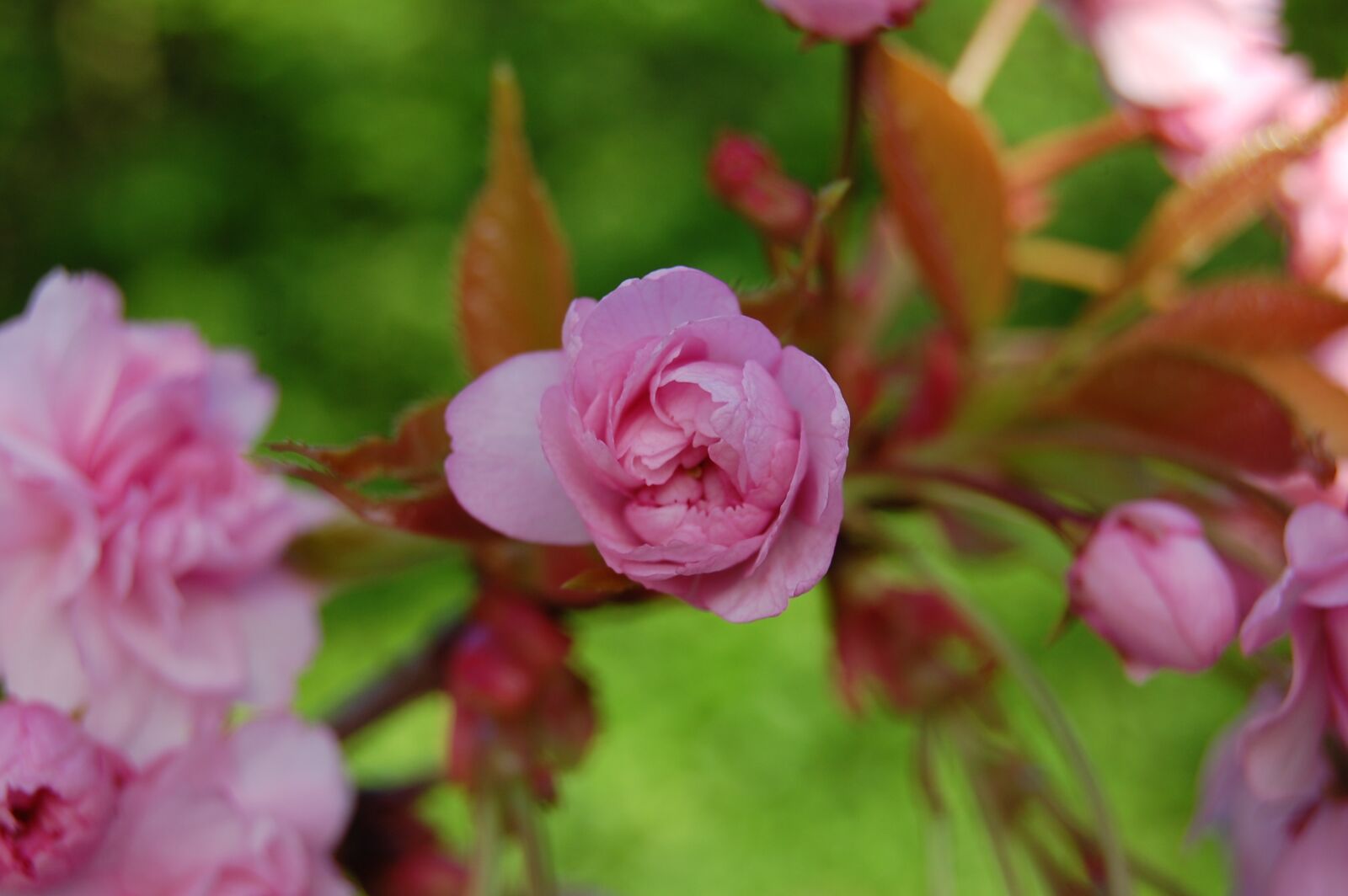 Nikon D40 sample photo. Spring, flowers, pink photography