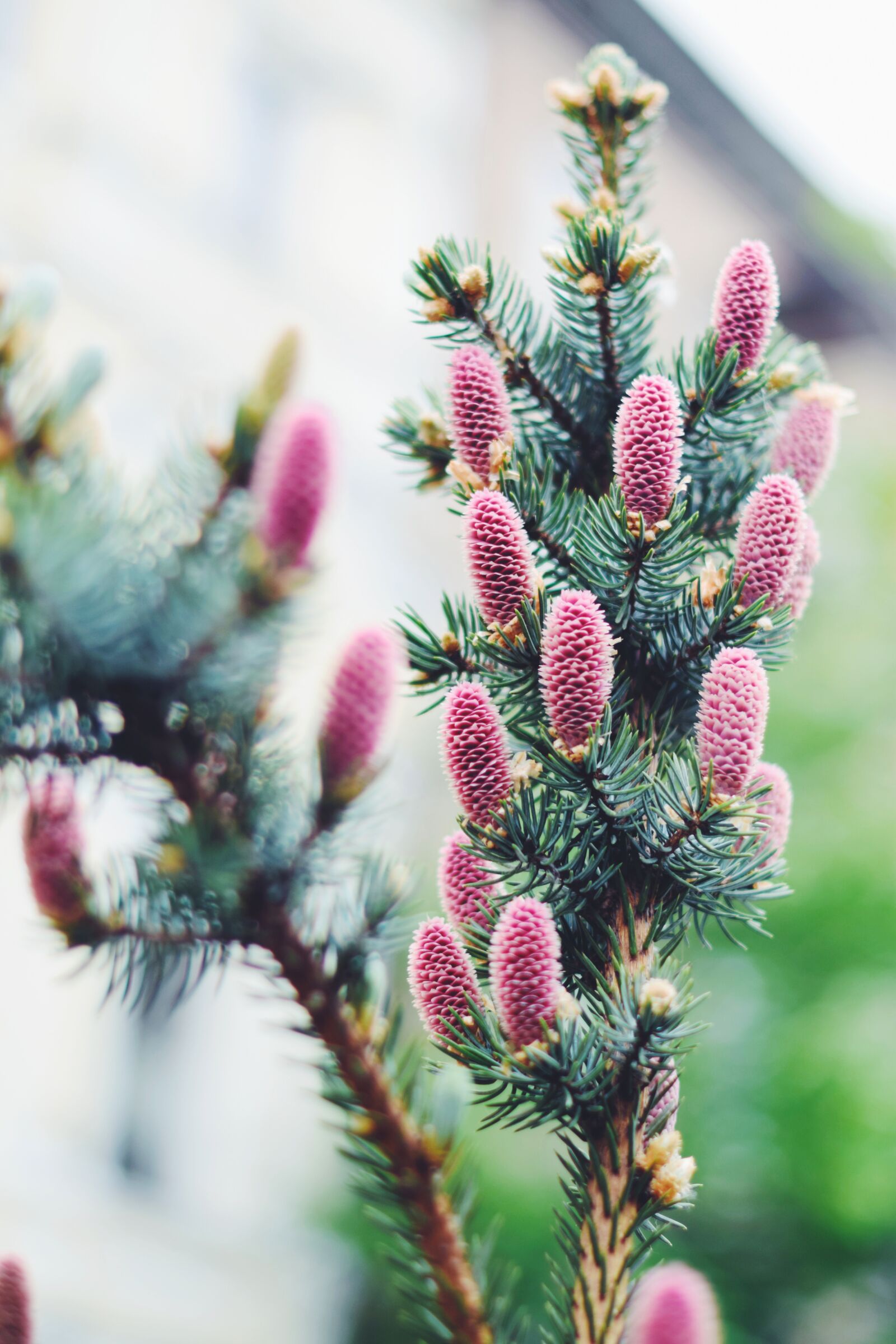 Nikon D3300 sample photo. Spring, cones, youth photography