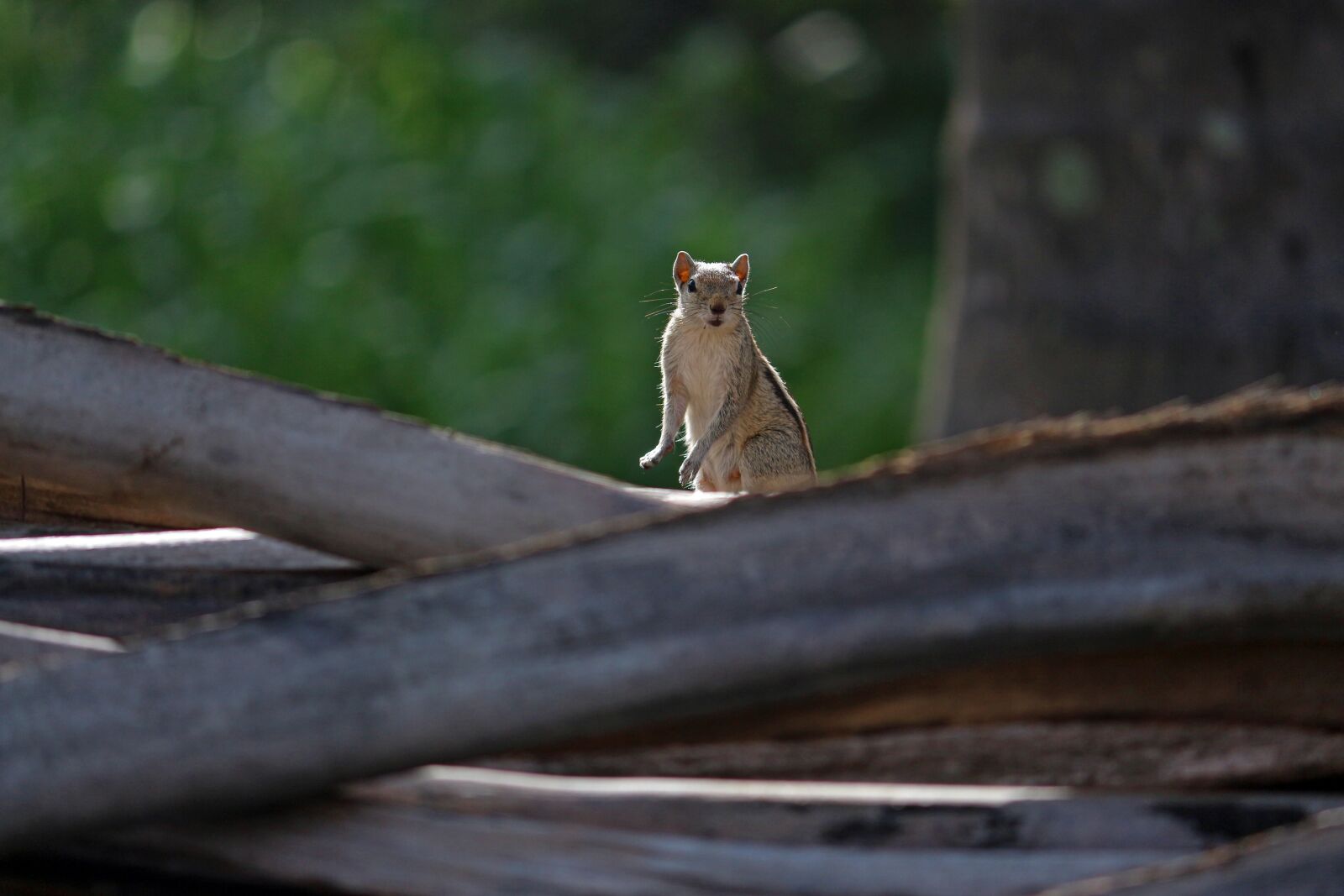 Canon EOS 700D (EOS Rebel T5i / EOS Kiss X7i) sample photo. Squirrel, animal, nature photography