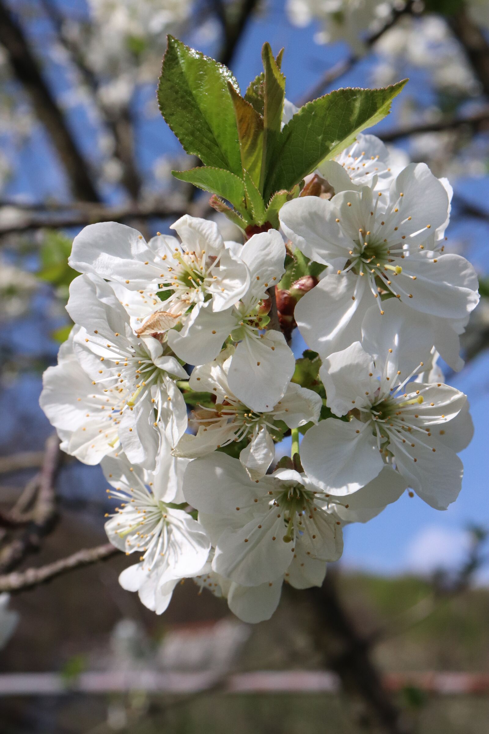 Canon EOS 200D (EOS Rebel SL2 / EOS Kiss X9) sample photo. Cherry, flower, spring photography