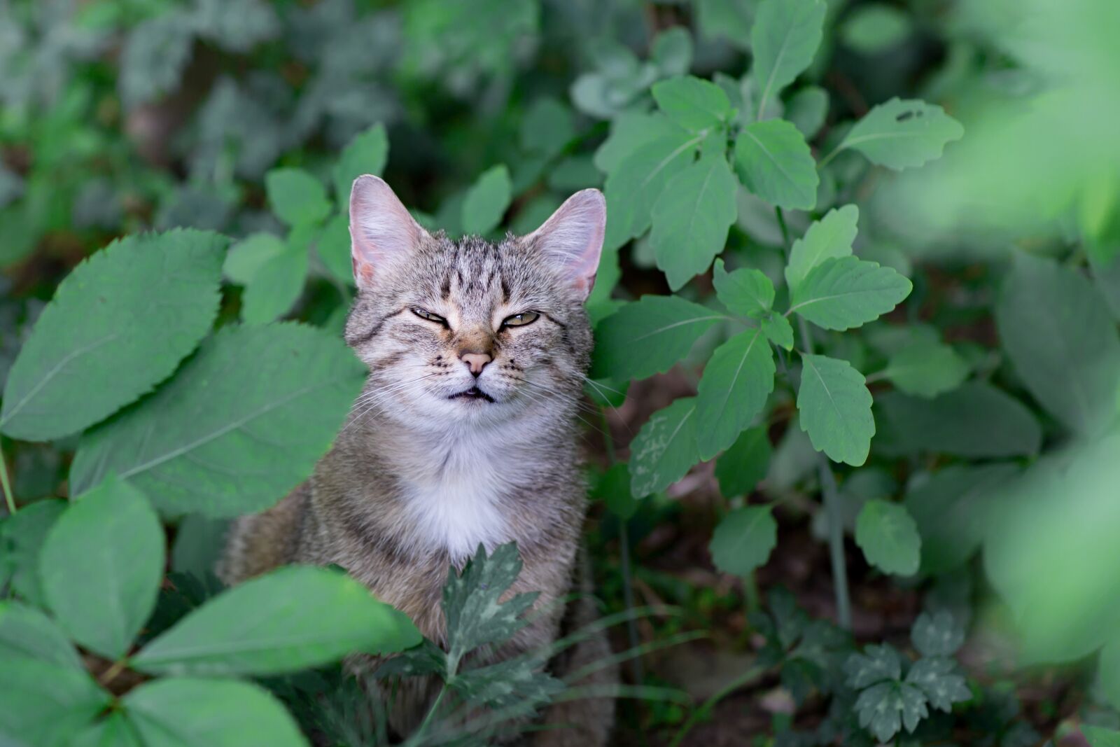 Canon EF 85mm F1.2L II USM sample photo. Cat, animal, animals photography