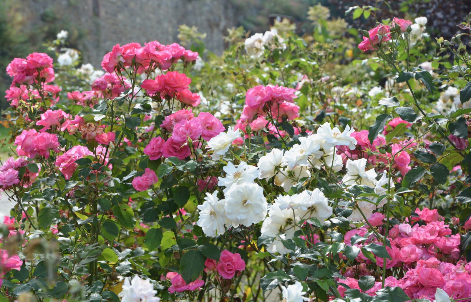 Nikon D5200 sample photo. Buisson de roses, roses photography