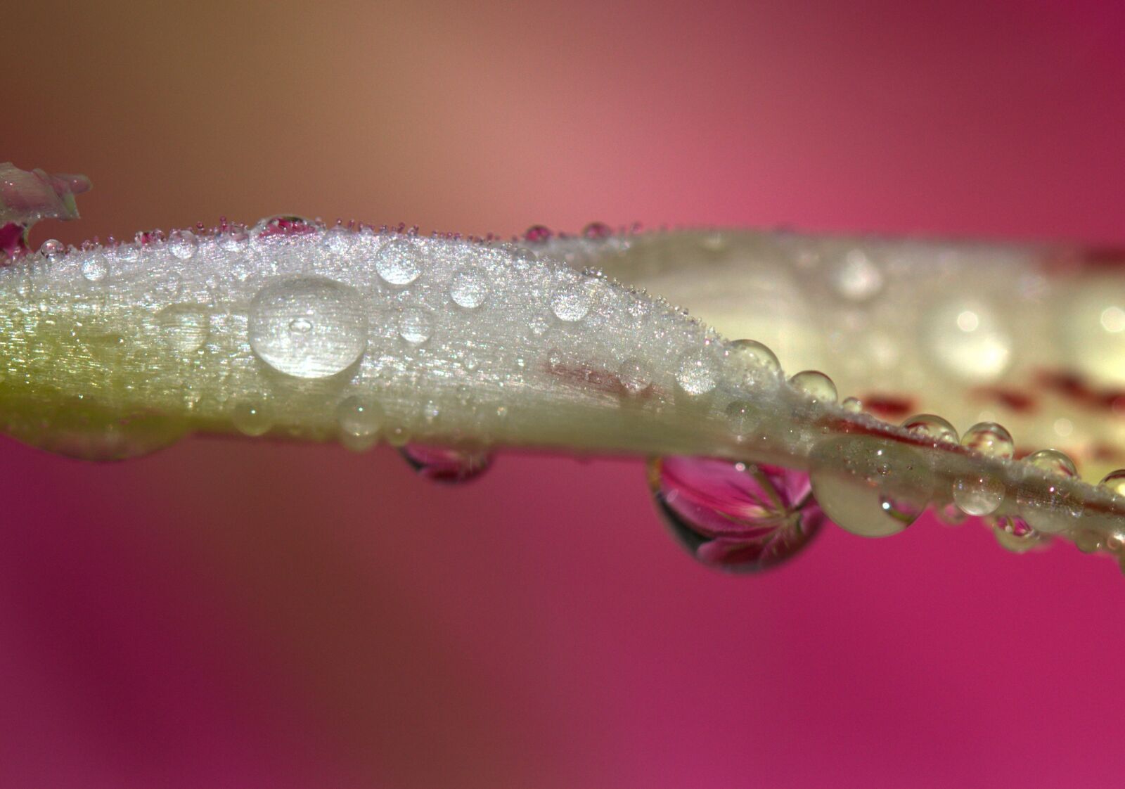 Canon EF-S 60mm F2.8 Macro USM sample photo. Petals, wet, yellow photography