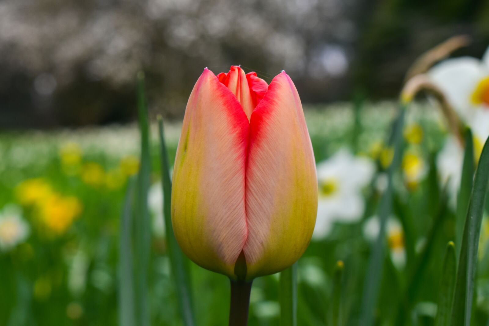 Nikon D5600 sample photo. Bloom, blossom, close-up photography
