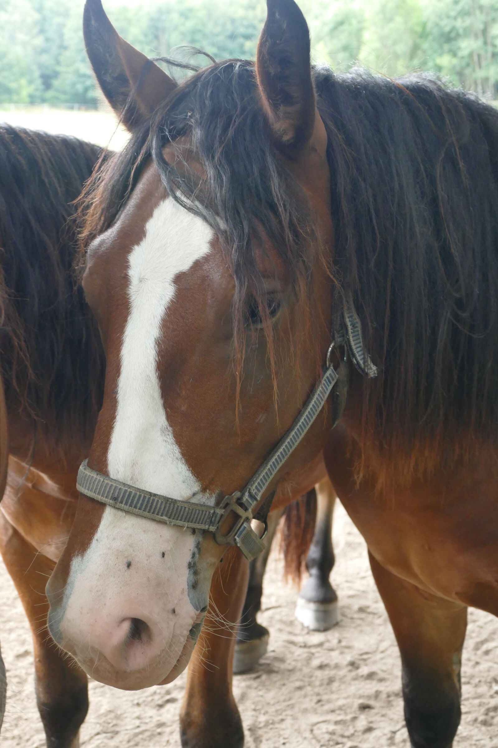 Panasonic Lumix DMC-FZ1000 sample photo. Horse head, horse, pallor photography
