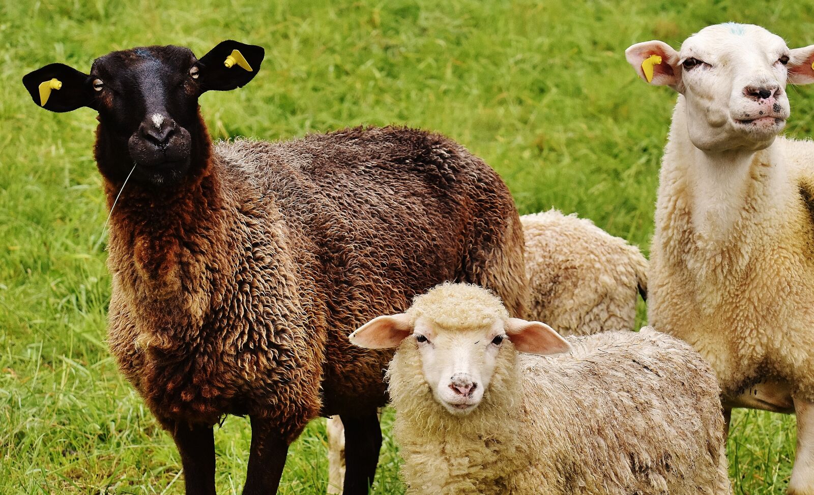 Nikon D7200 sample photo. Sheep, animal, meadow photography