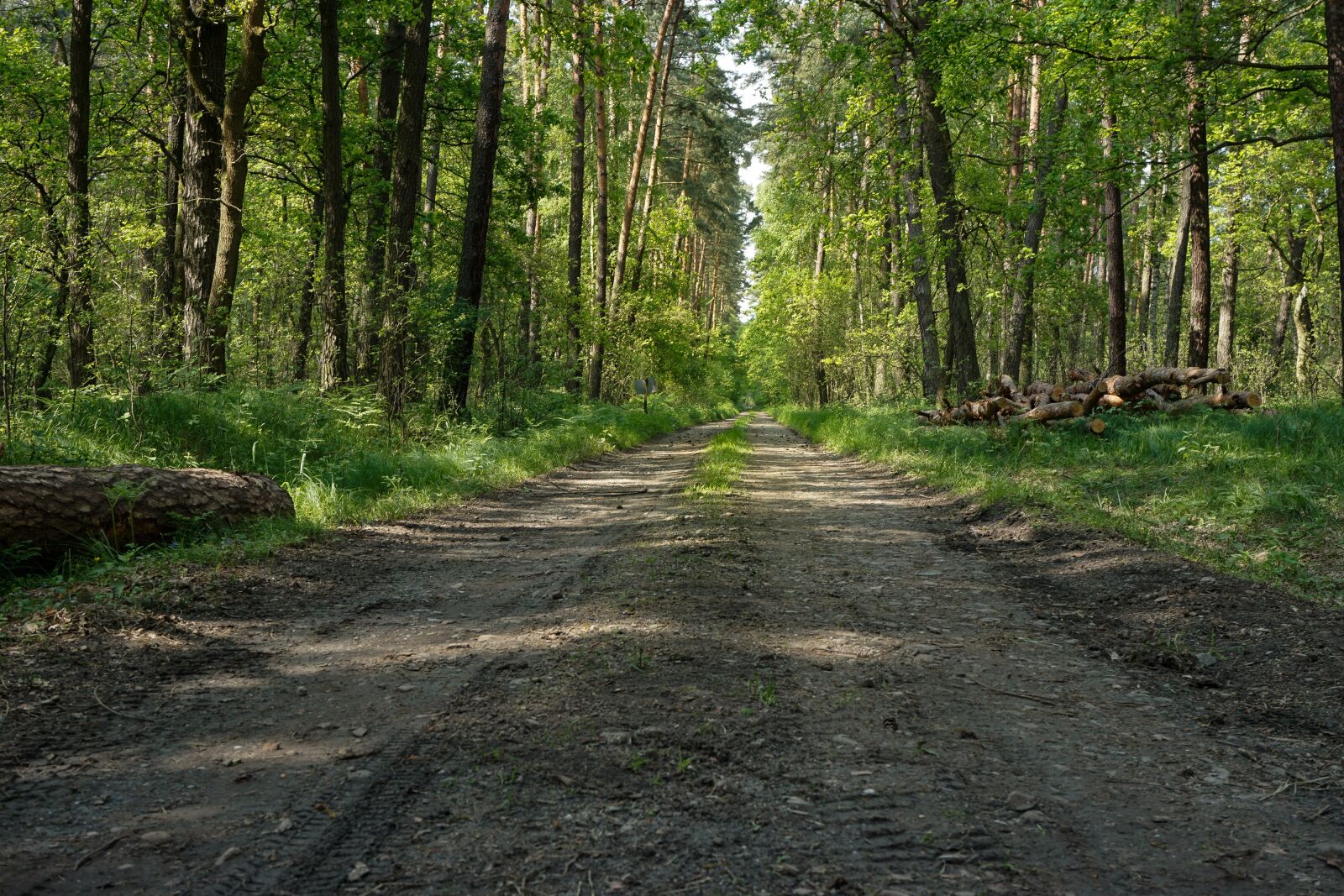 Sony a6000 sample photo. Forest, lets go, way photography
