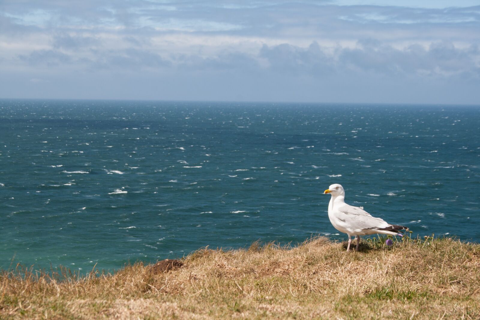 Canon EF-S 18-55mm F3.5-5.6 II sample photo. France, seagull, ocean photography