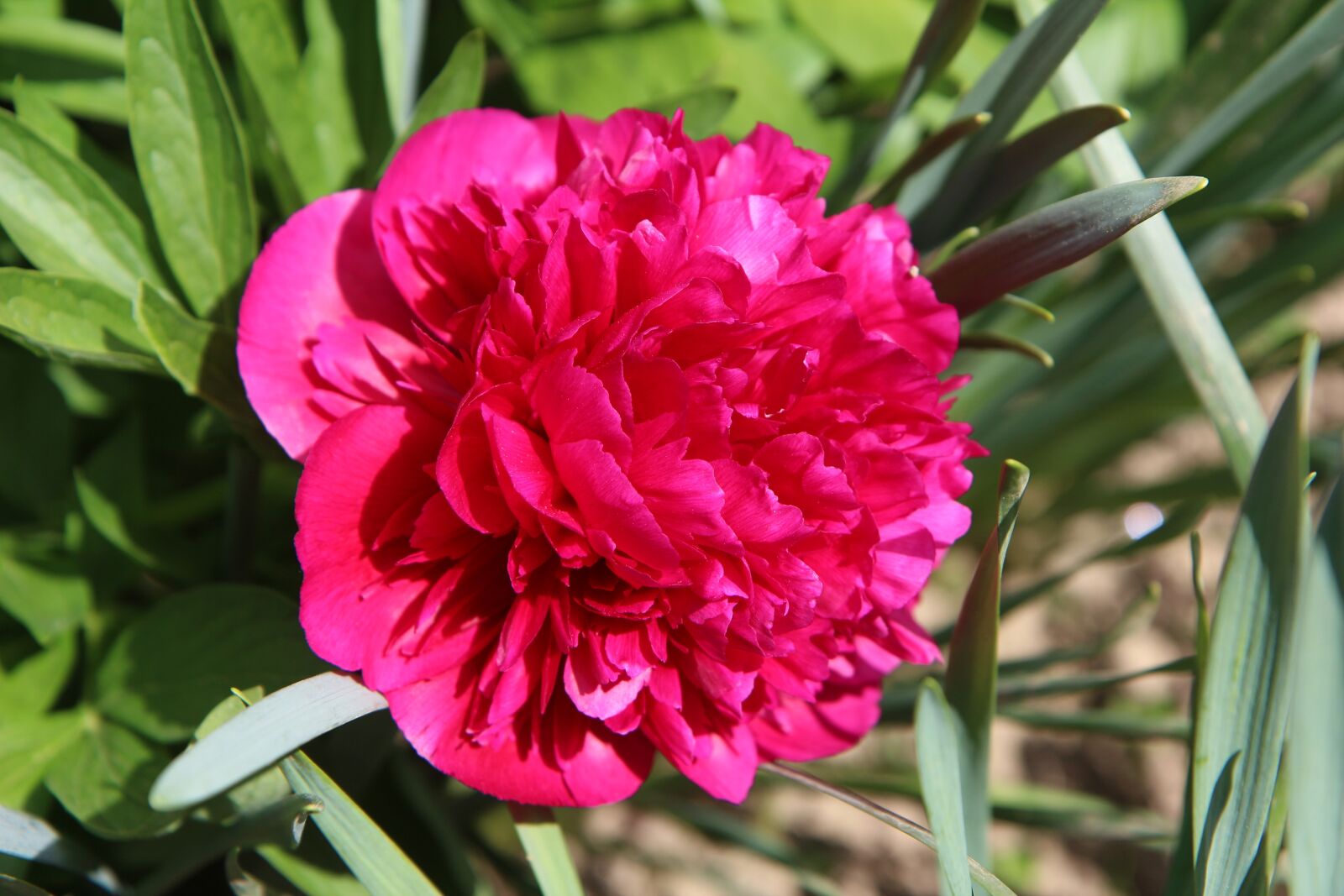 Canon EOS 600D (Rebel EOS T3i / EOS Kiss X5) sample photo. Peony, peony red, paeonia photography