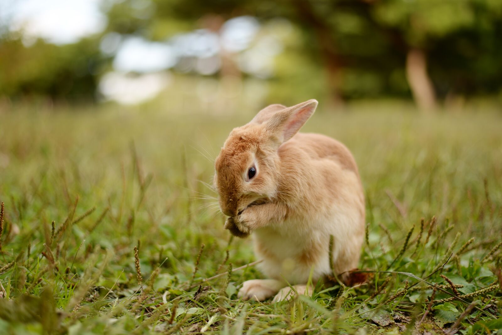 Nikon D610 sample photo. Rabbit, nature, animal photography