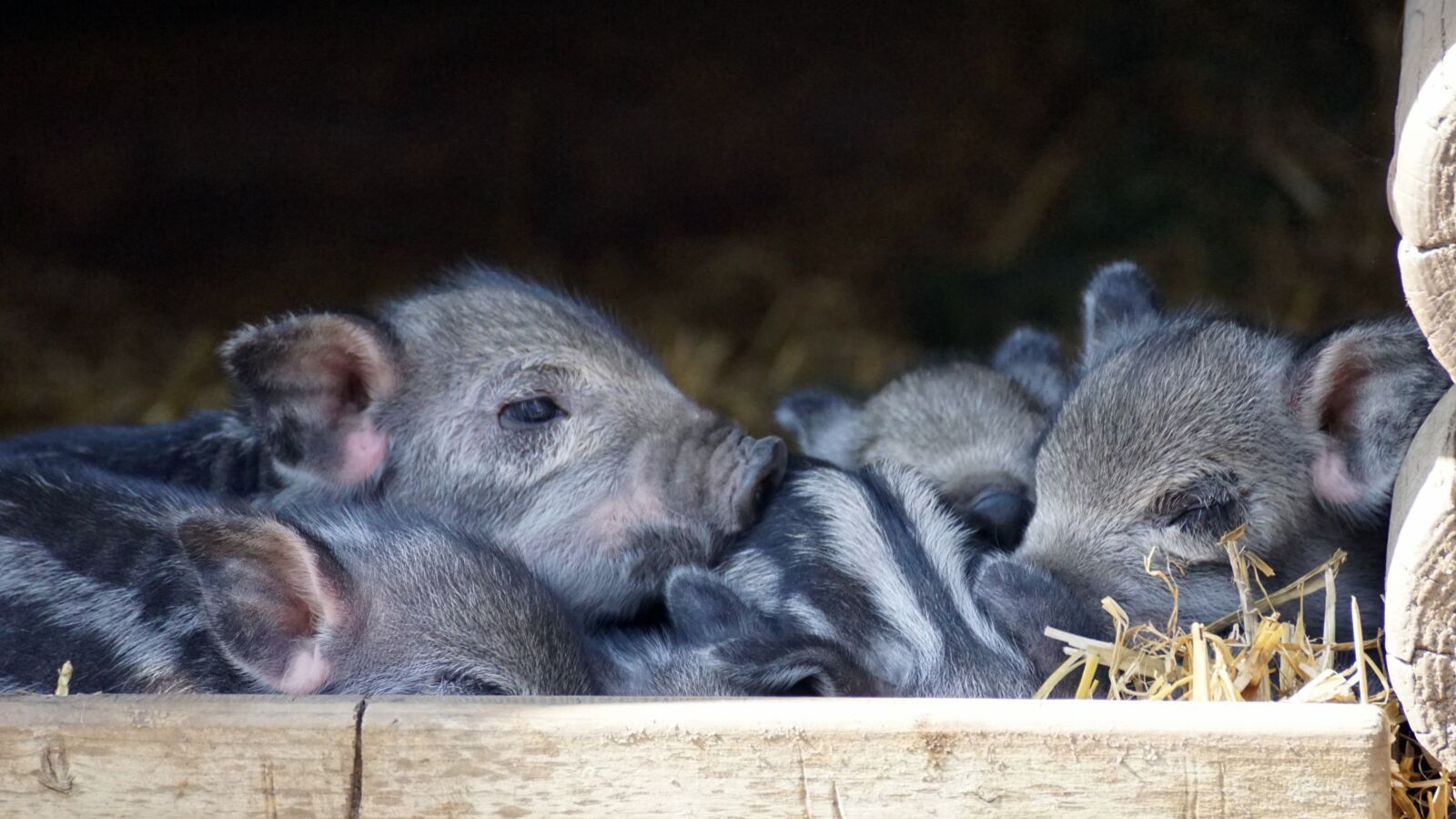 Sony DT 55-300mm F4.5-5.6 SAM sample photo. Piglet, baby, launchy photography