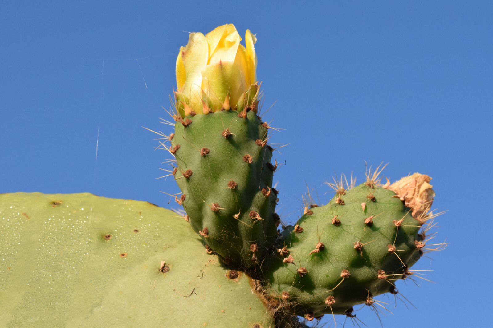 Nikon D3300 sample photo. Prickly pear, cactus, cactus photography