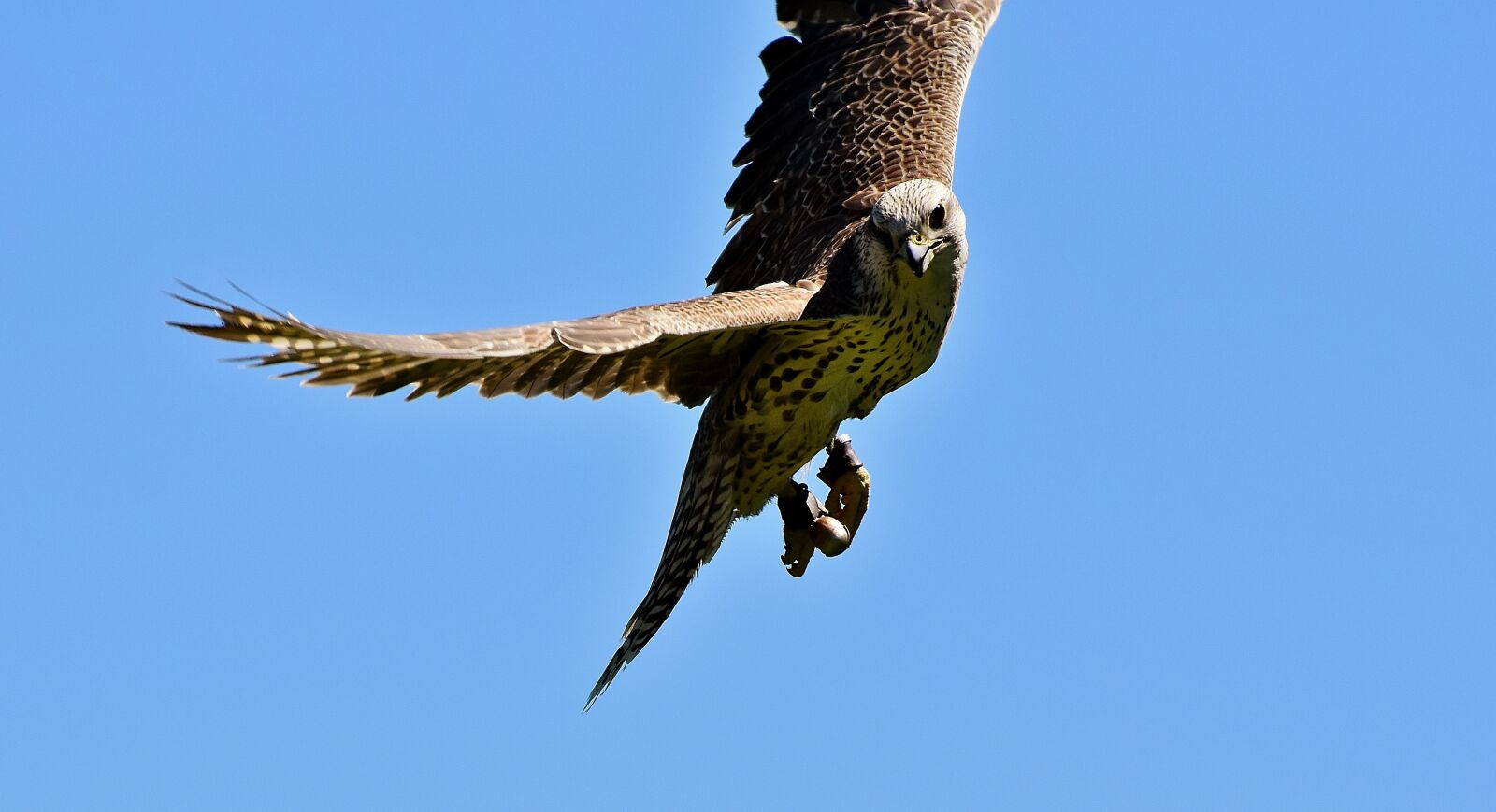 Nikon D7200 sample photo. Falcon, bird of prey photography