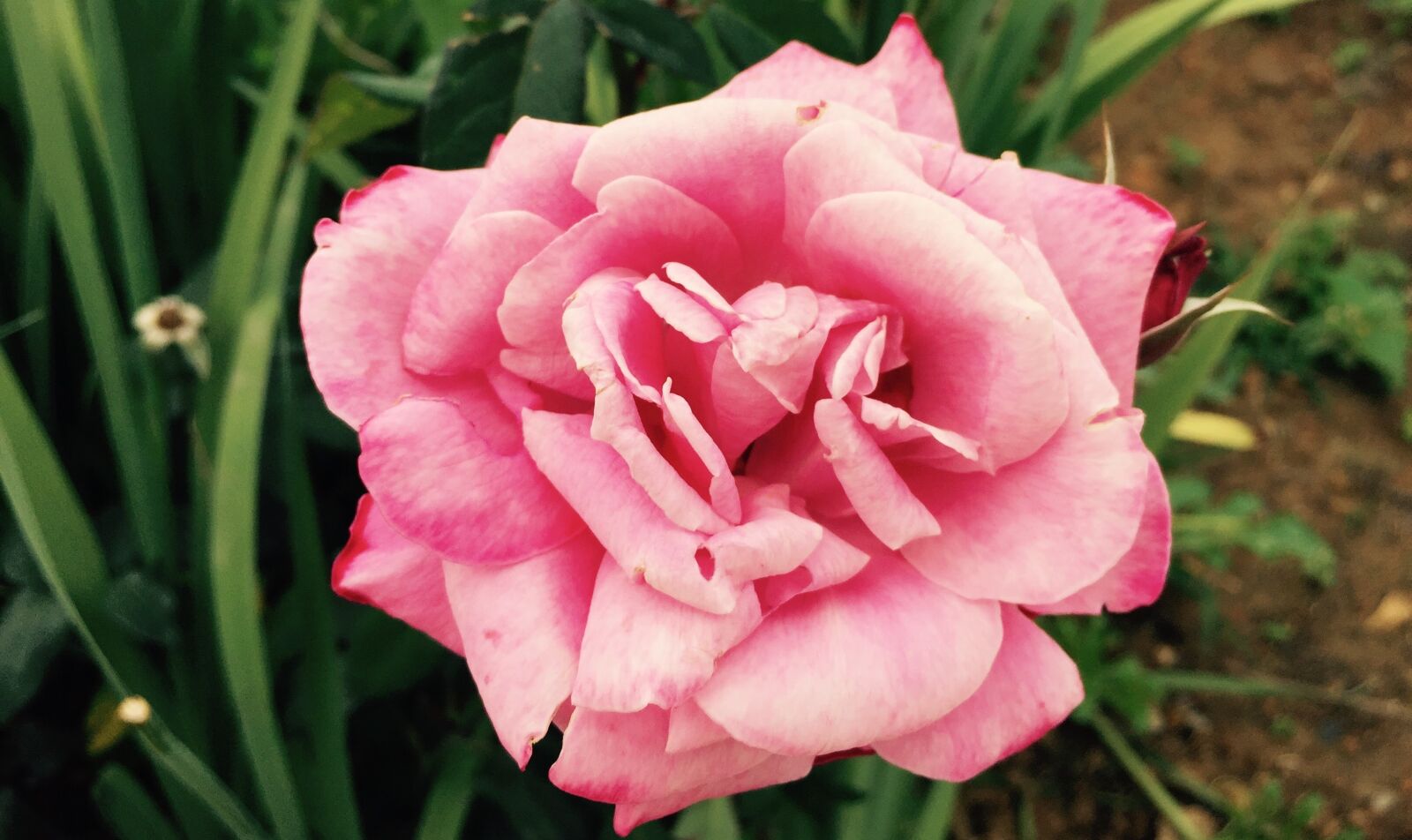 iPhone 6 Plus back camera 4.15mm f/2.2 sample photo. Iphone, 6, plus, pink, rose photography