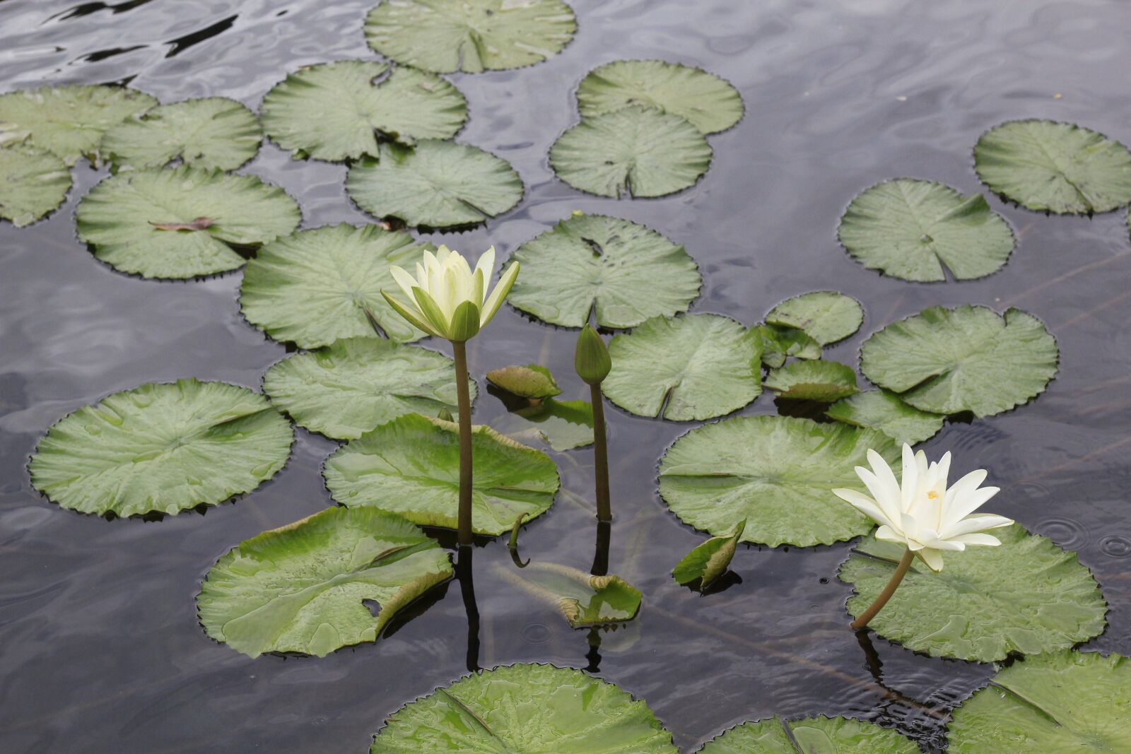 Canon EOS 550D (EOS Rebel T2i / EOS Kiss X4) sample photo. Lotus flowers, vietnam, ao photography