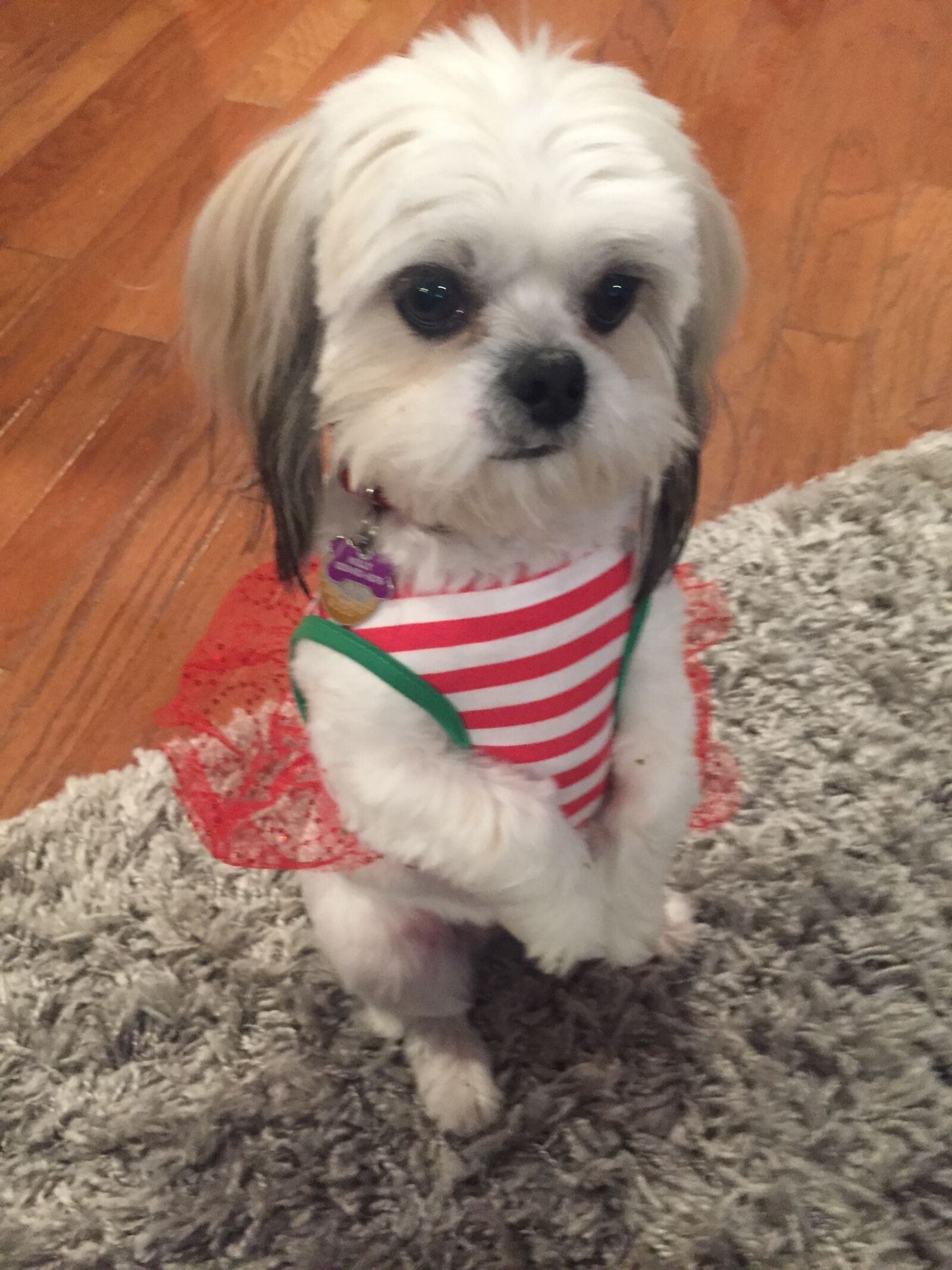 iPhone 6 back camera 4.15mm f/2.2 sample photo. Small dog, dog, cu photography