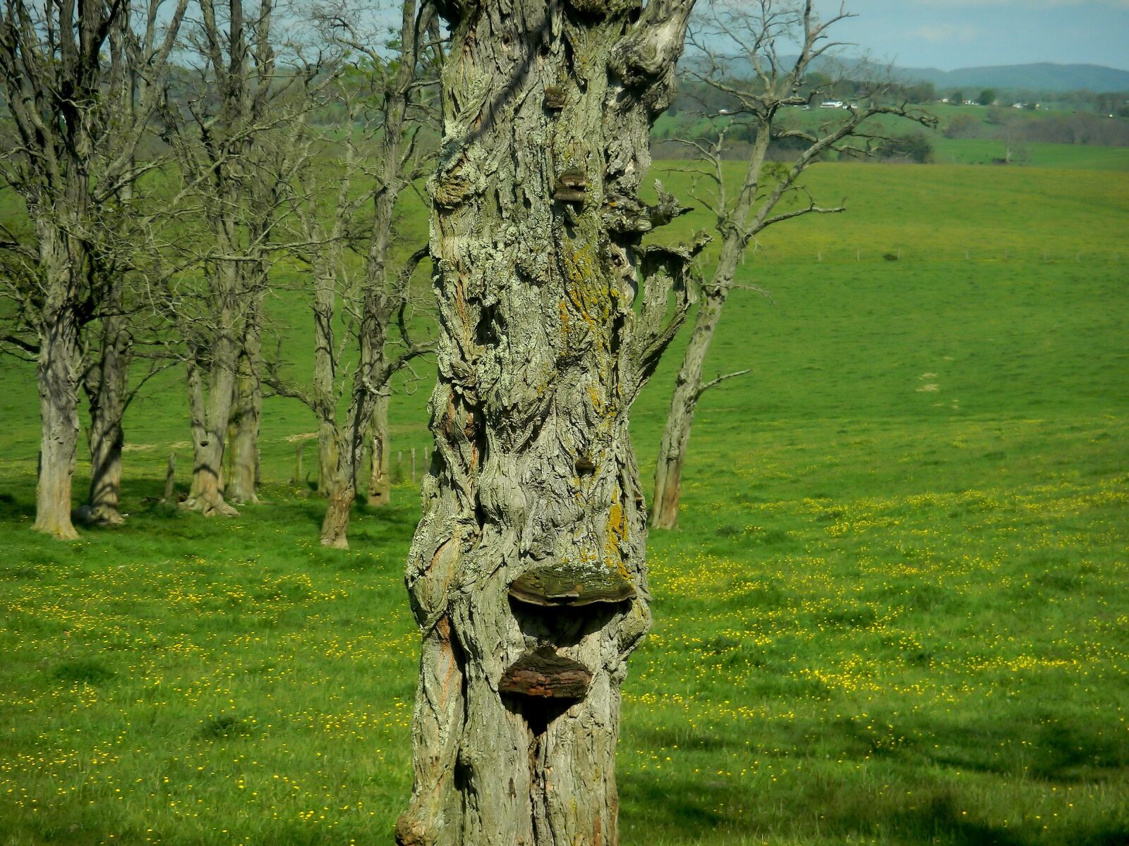 Nikon Coolpix S70 sample photo. Tree, nature, environment photography