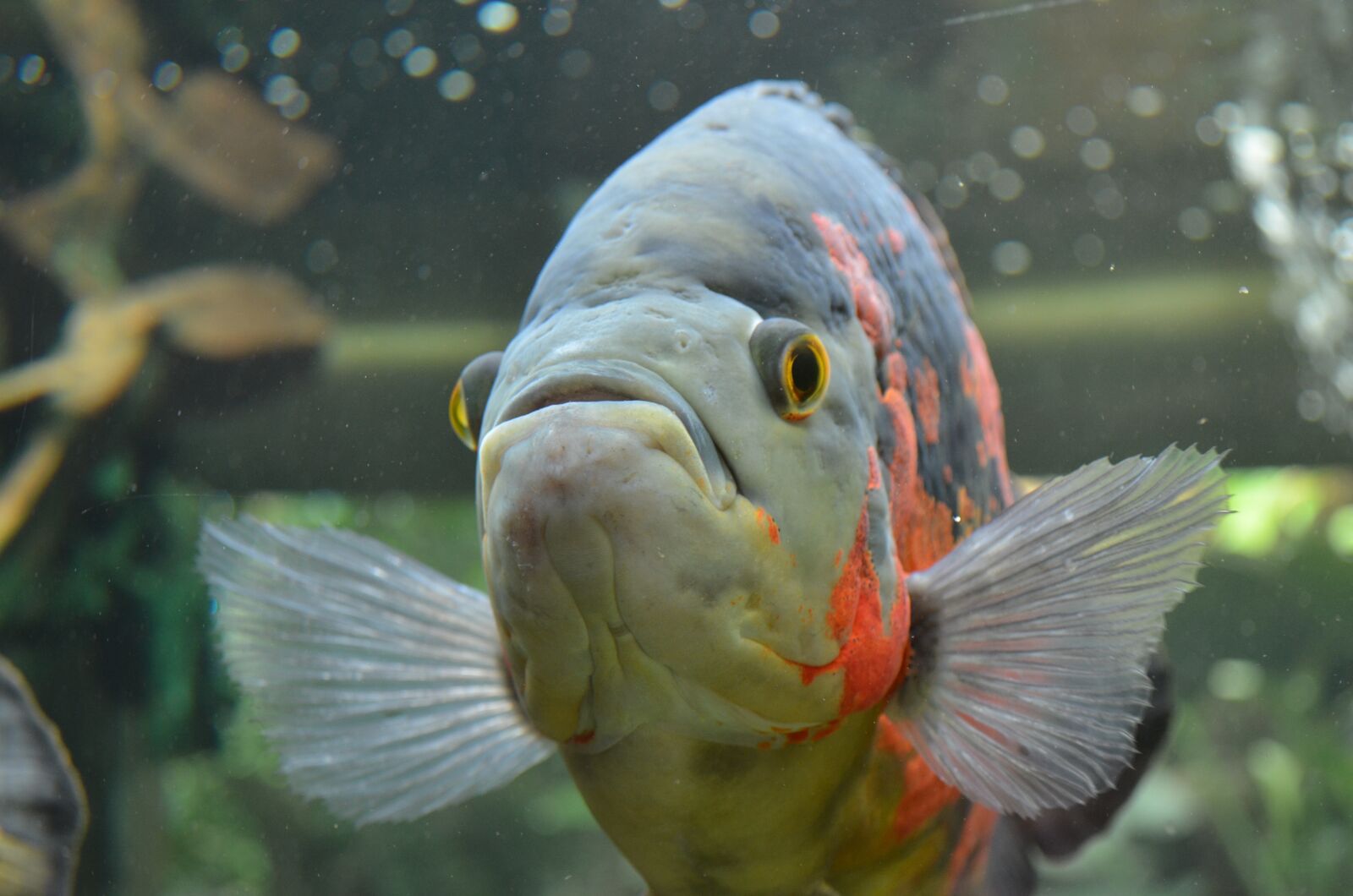 Nikon D5100 sample photo. Fish, aquarium, underwater photography