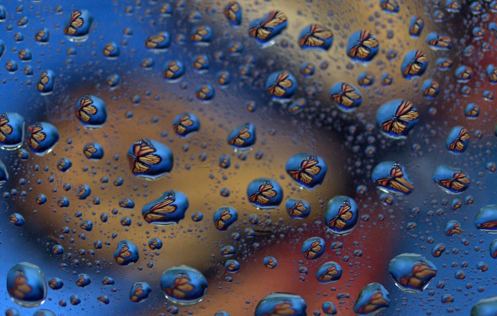 Canon EF-S 60mm F2.8 Macro USM sample photo. Drops, reflection, water photography