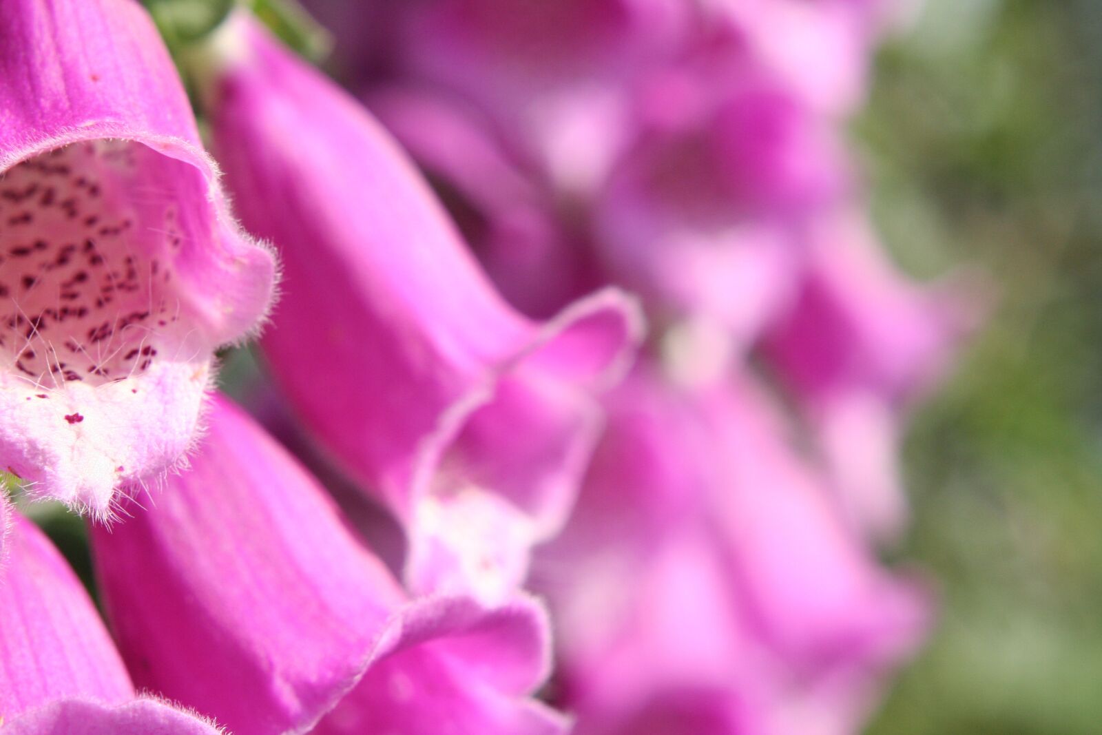 Canon EOS 350D (EOS Digital Rebel XT / EOS Kiss Digital N) sample photo. Foxglove, flower, plant photography
