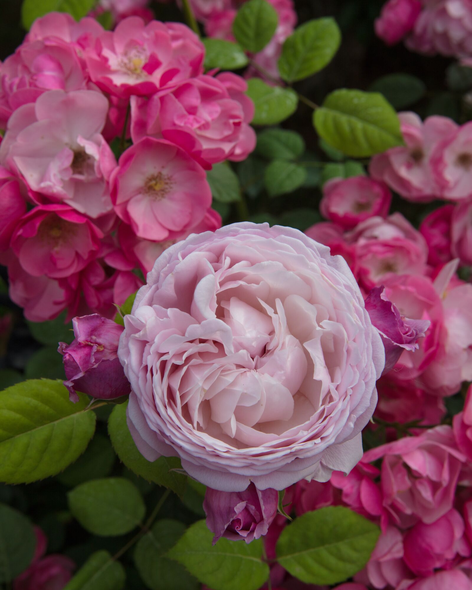 Canon EOS 5DS R sample photo. Flower, rose, pink photography