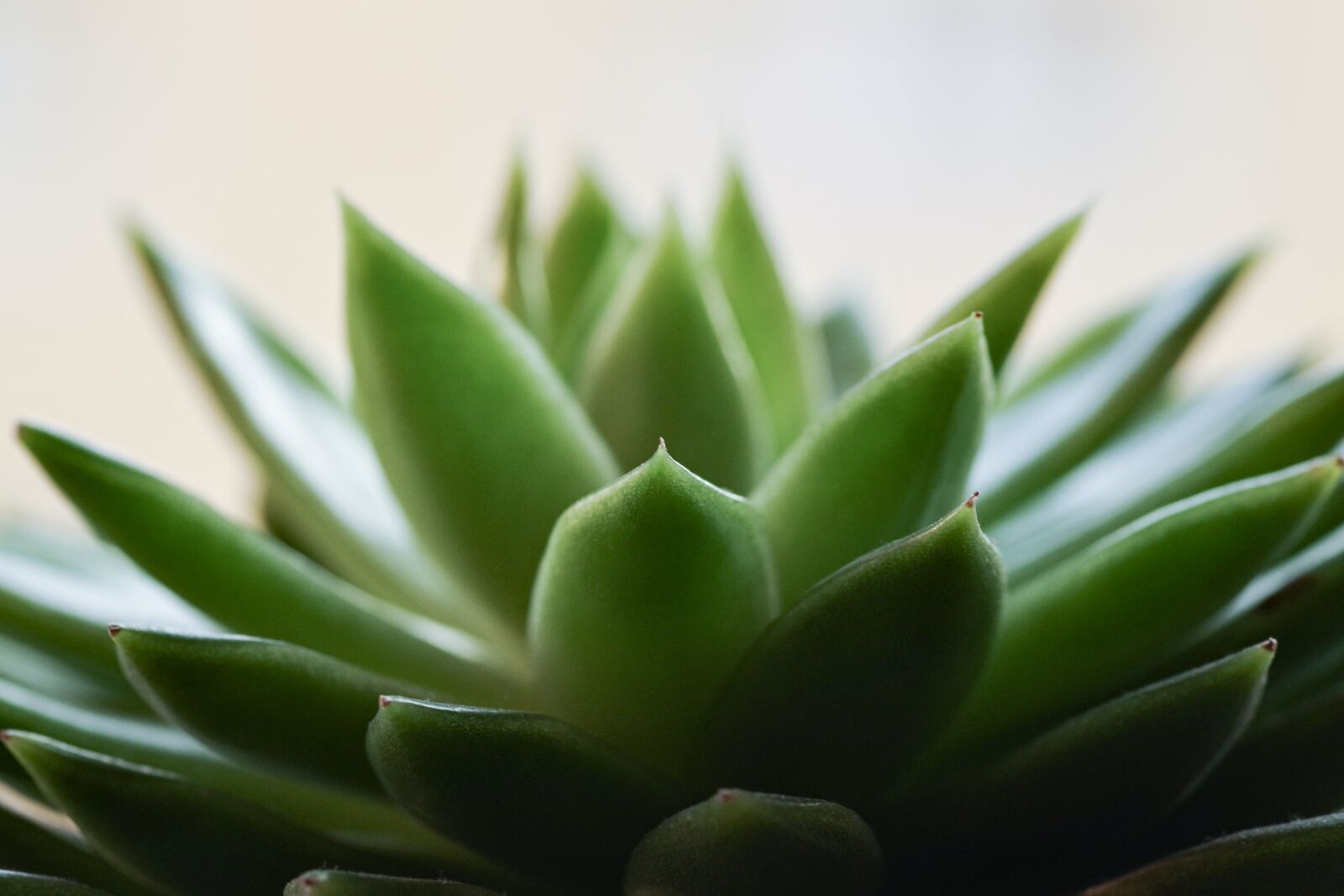 Pentax K-S2 sample photo. Succulent, green plant, cactus photography