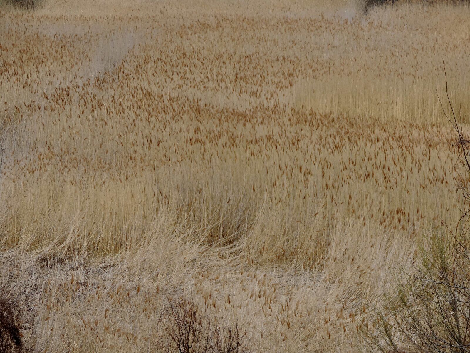 Nikon Coolpix P520 sample photo. Agriculture, grass, high, summer photography
