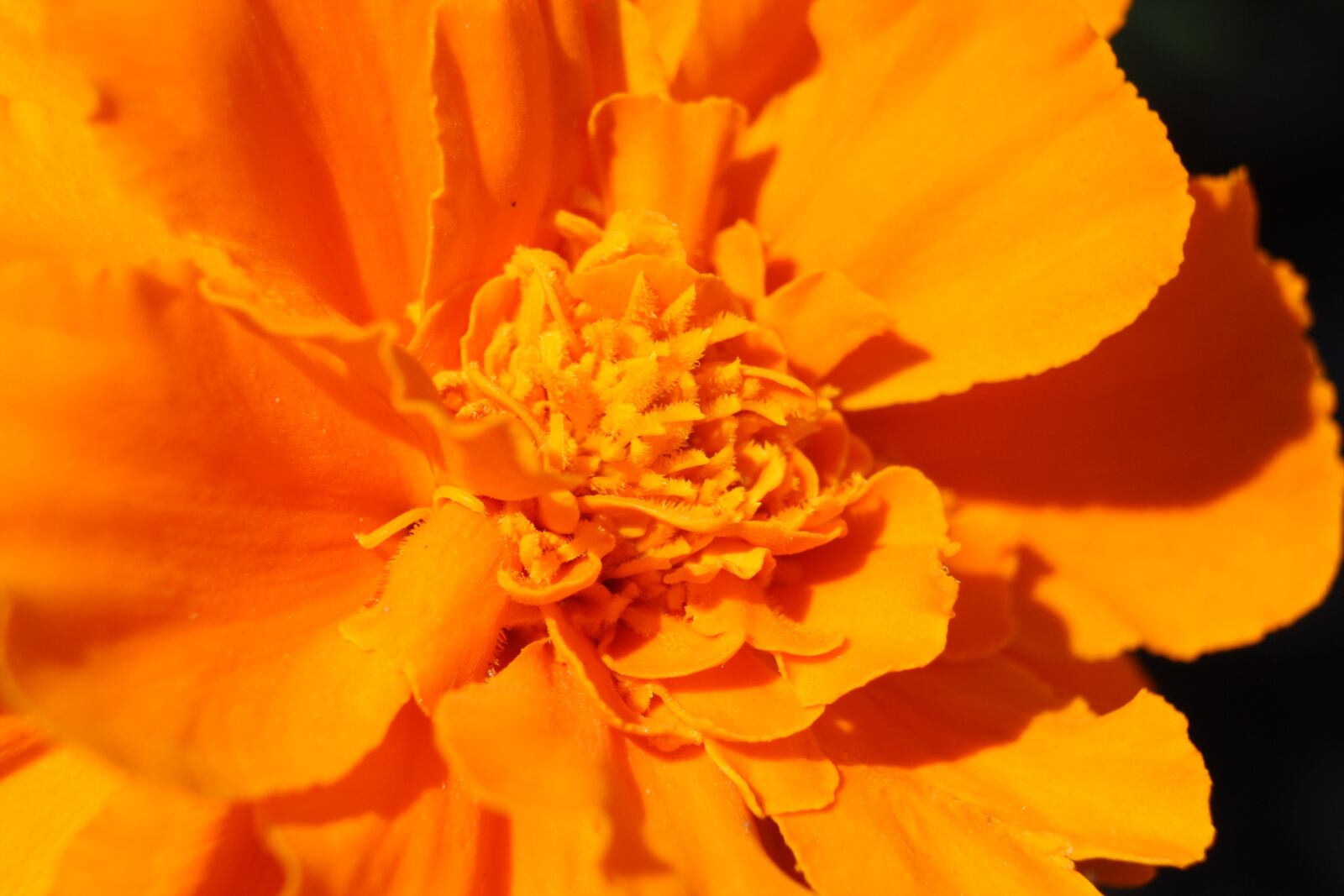 Canon EOS 1000D (EOS Digital Rebel XS / EOS Kiss F) sample photo. Marigold, flower, orange photography