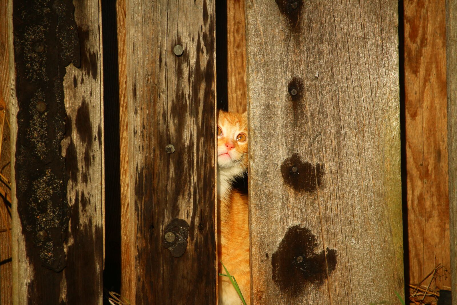 Canon EOS 100D (EOS Rebel SL1 / EOS Kiss X7) sample photo. Cat, kitten, wooden wall photography