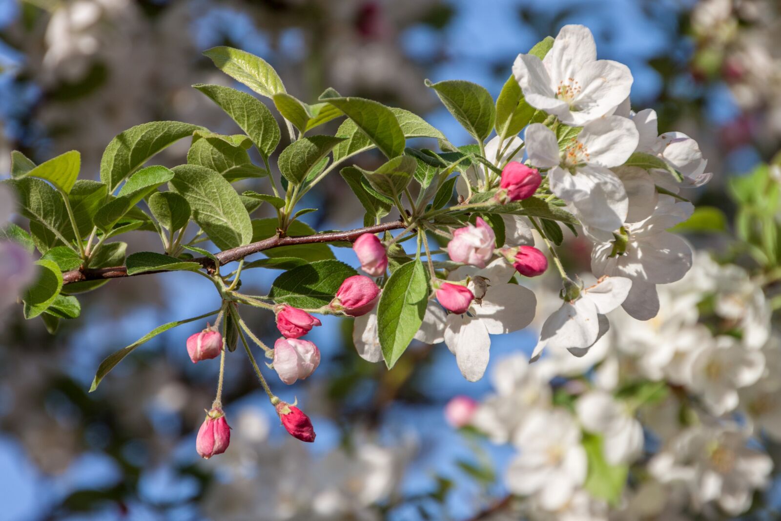Canon EOS 500D (EOS Rebel T1i / EOS Kiss X3) sample photo. Spring, schwarmstedt photography