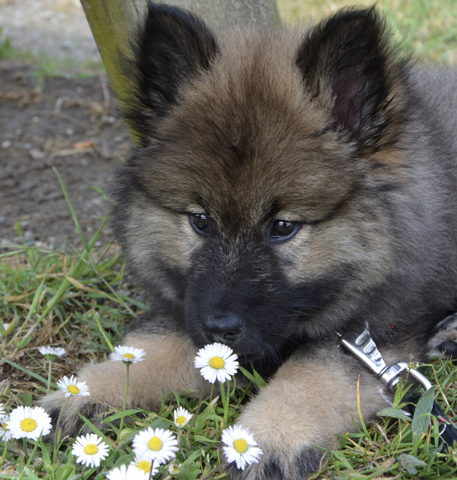 Nikon D5200 sample photo. Dog, bitch, puppy lying photography