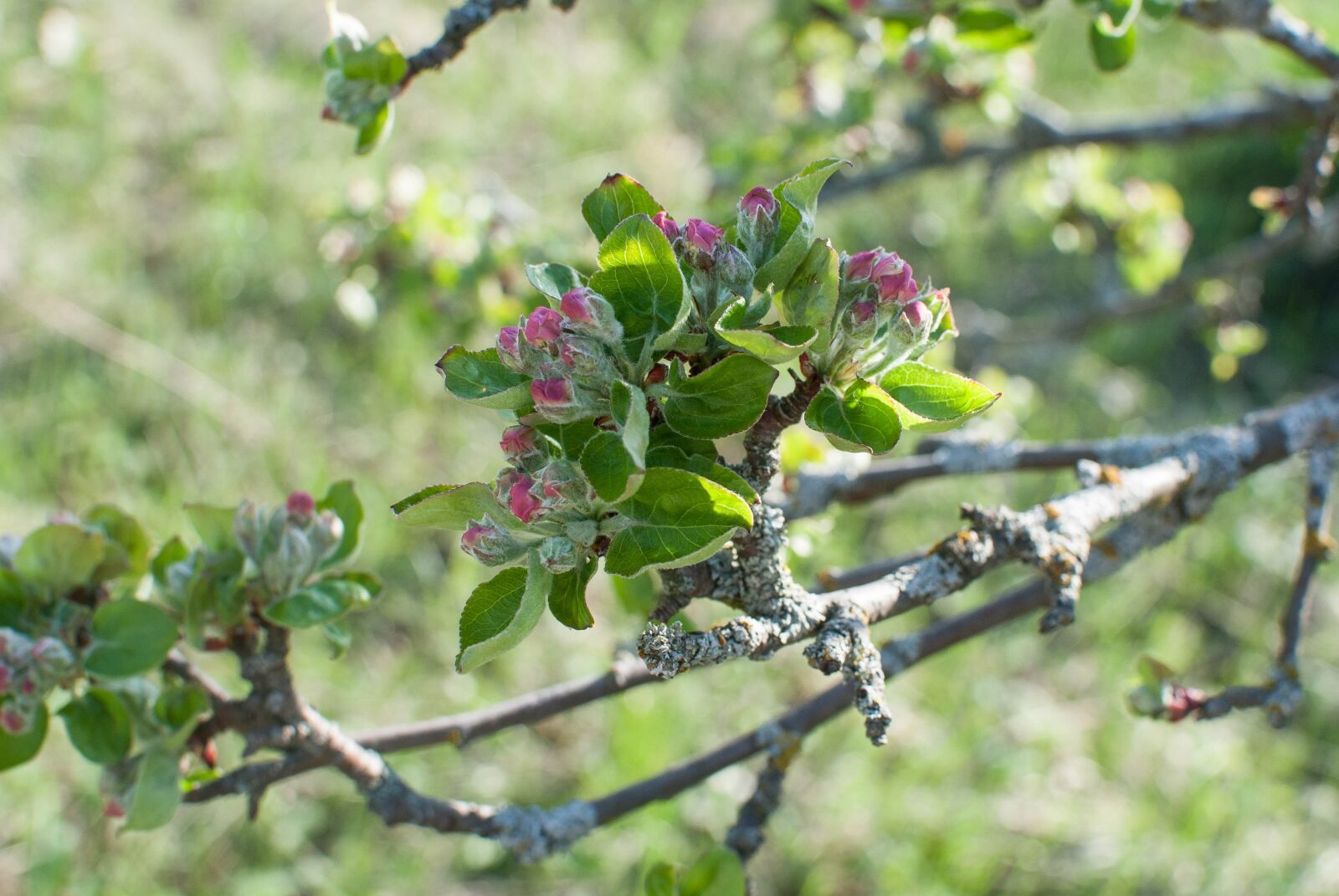 Nikon D3000 sample photo. Flowers, apple tree, the photography